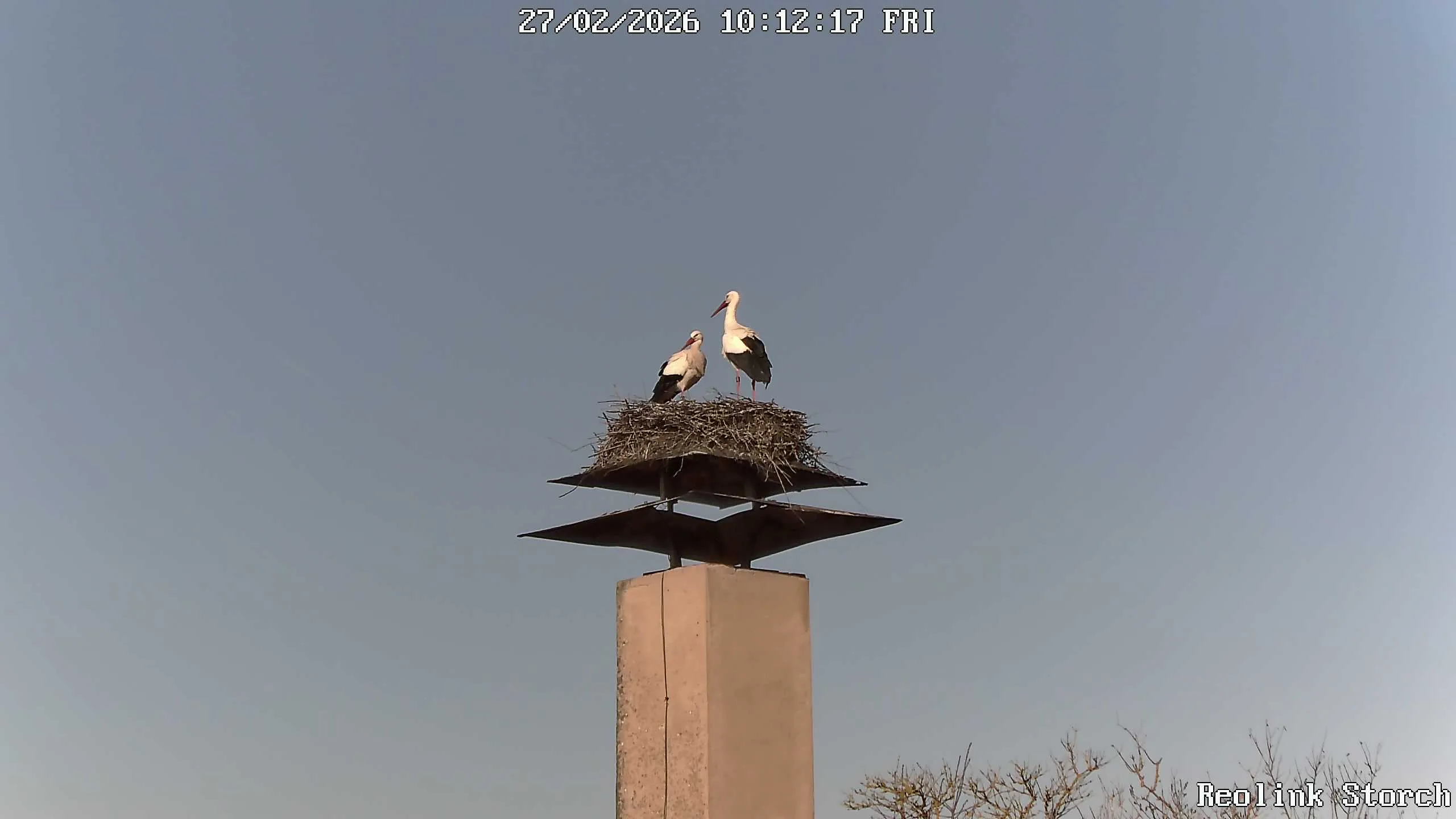 Storchencam Bild