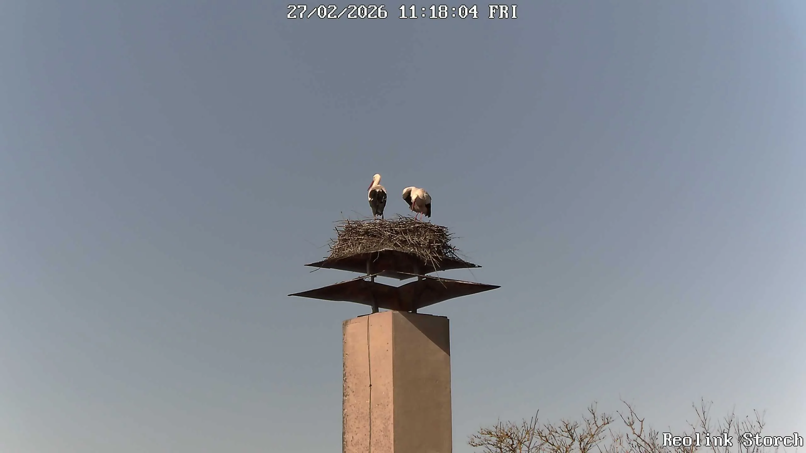 Storchencam Bild