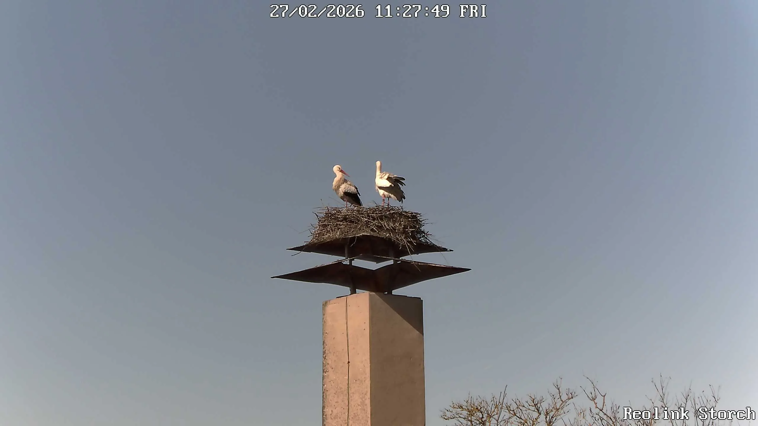 Storchencam Bild