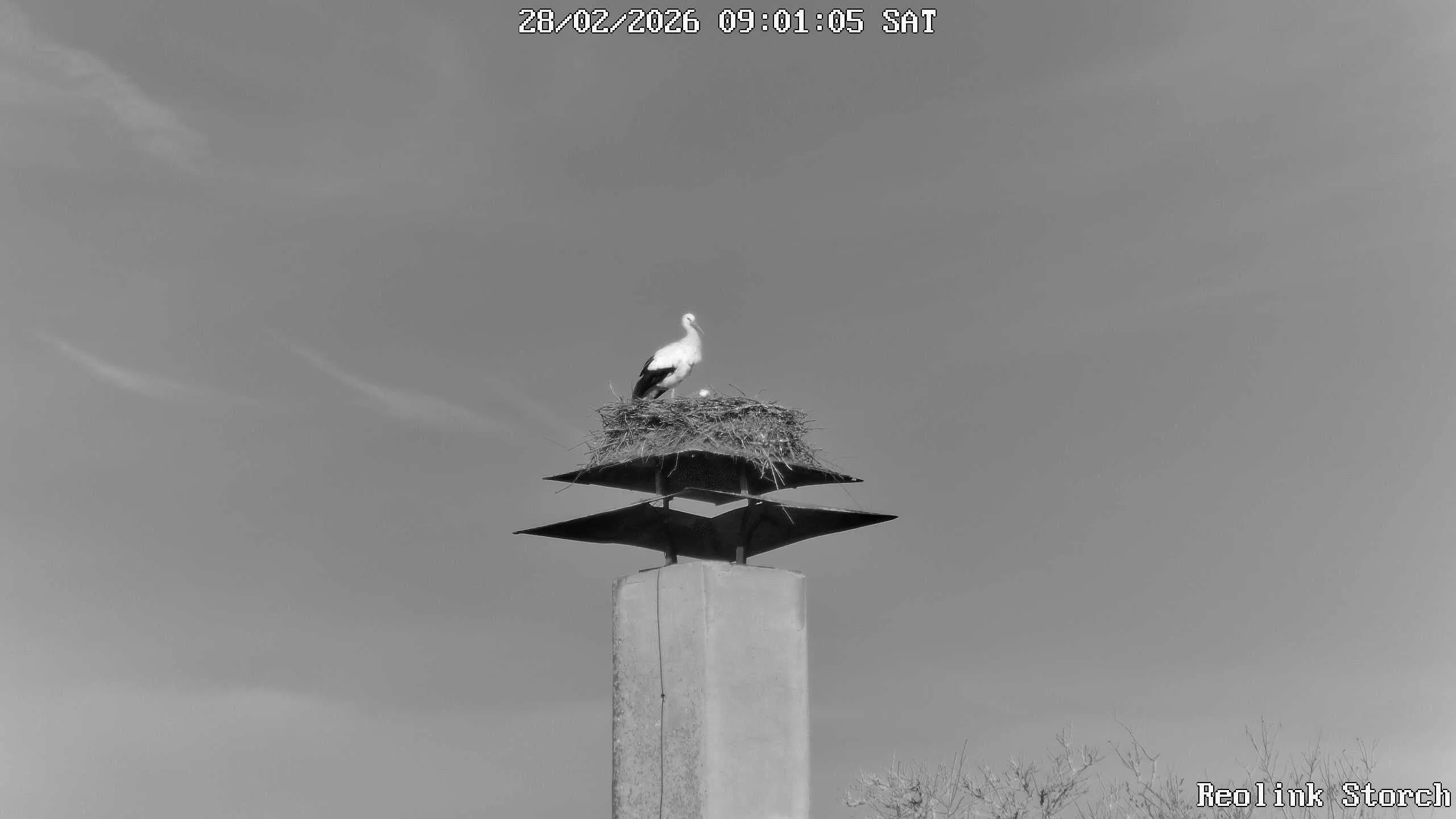 Storchencam Bild