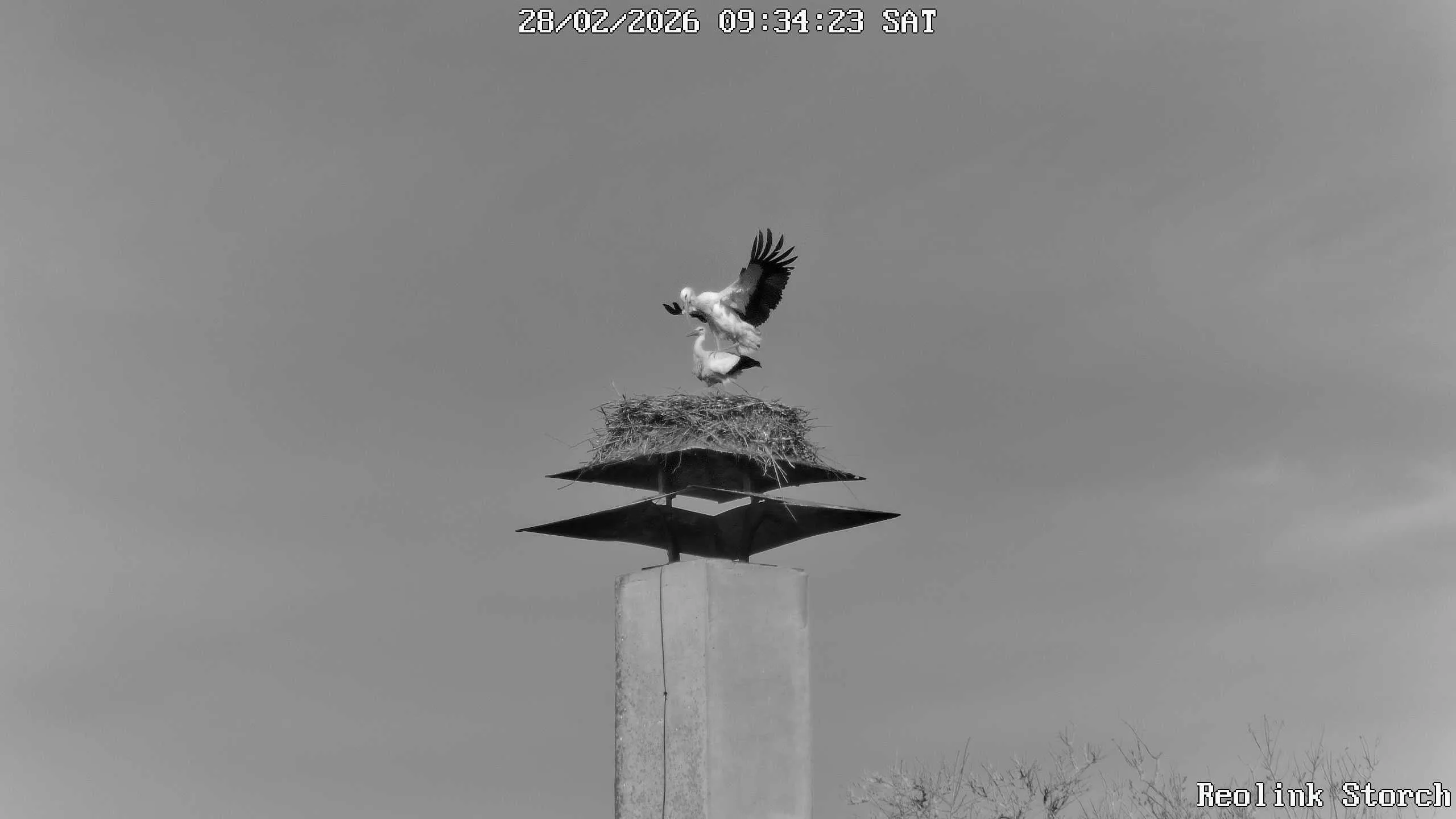 Storchencam Bild