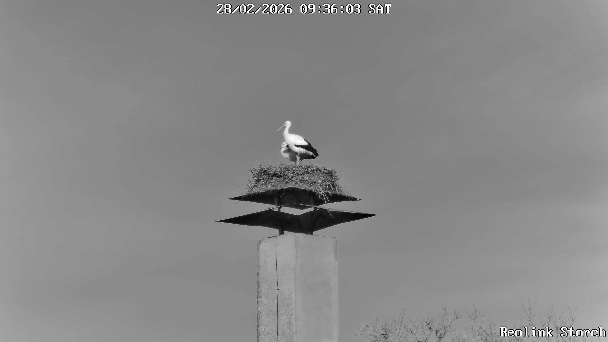 Storchencam Bild