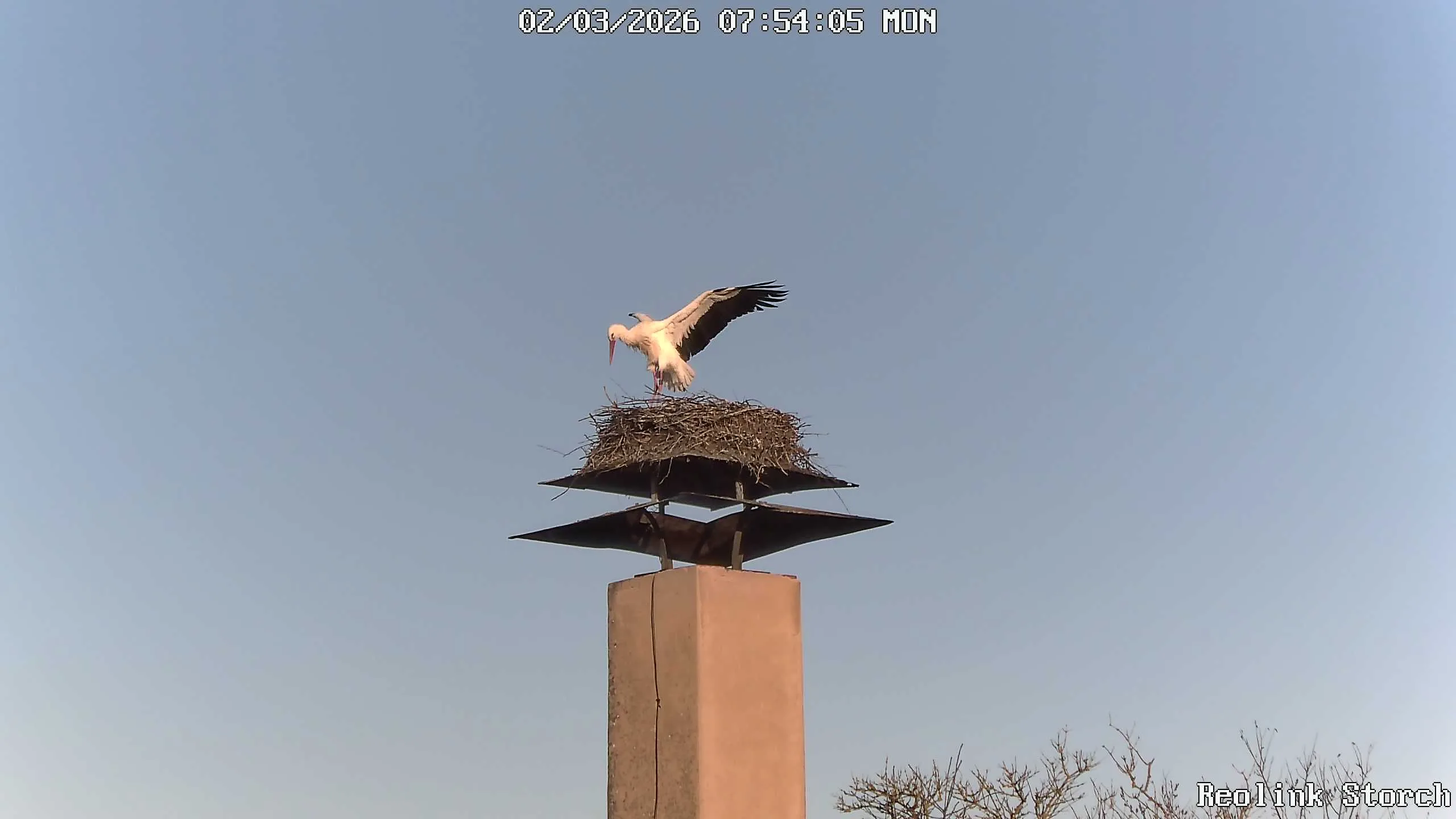 Storchencam Bild