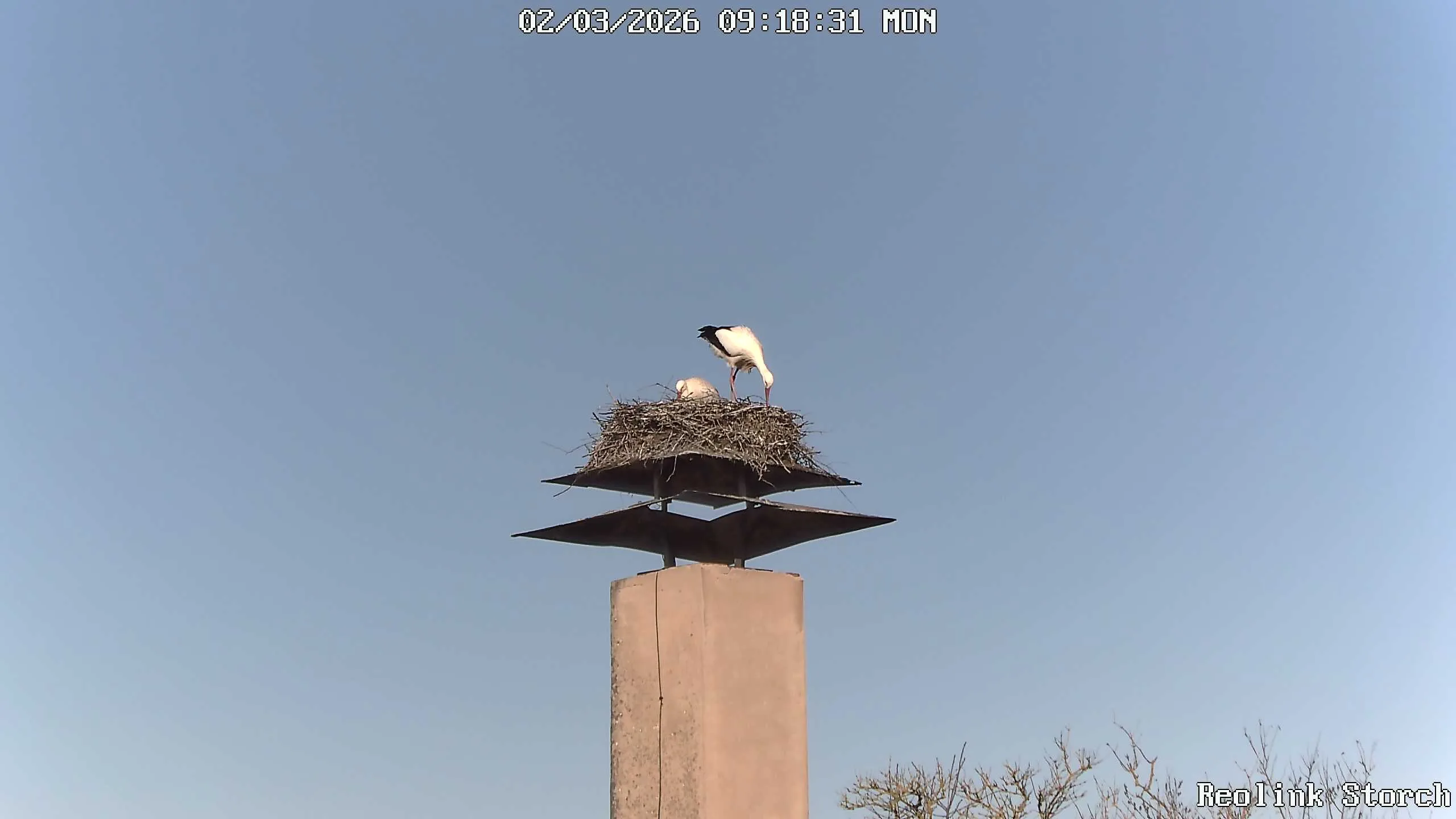 Storchencam Bild