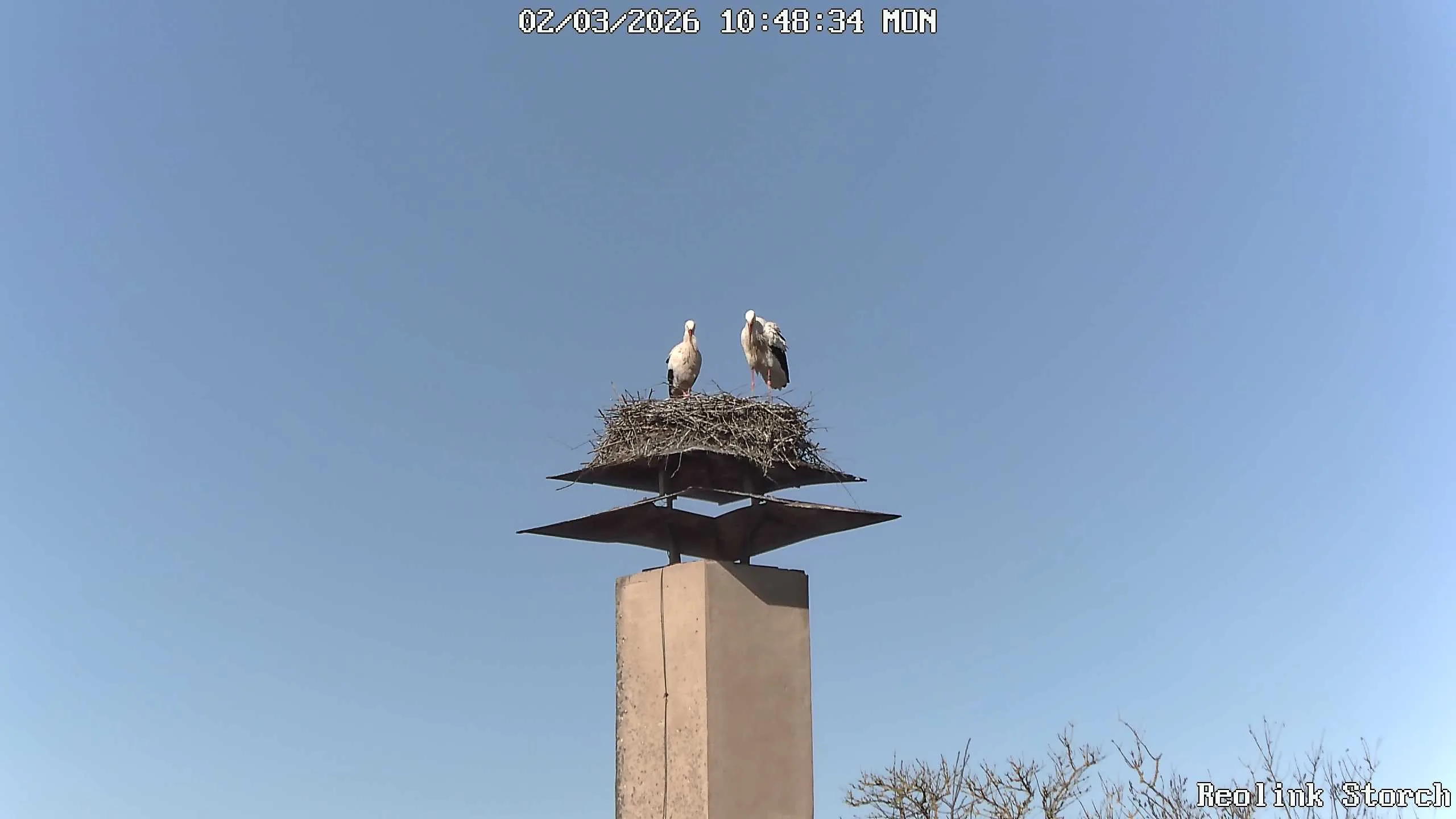 Storchencam Bild