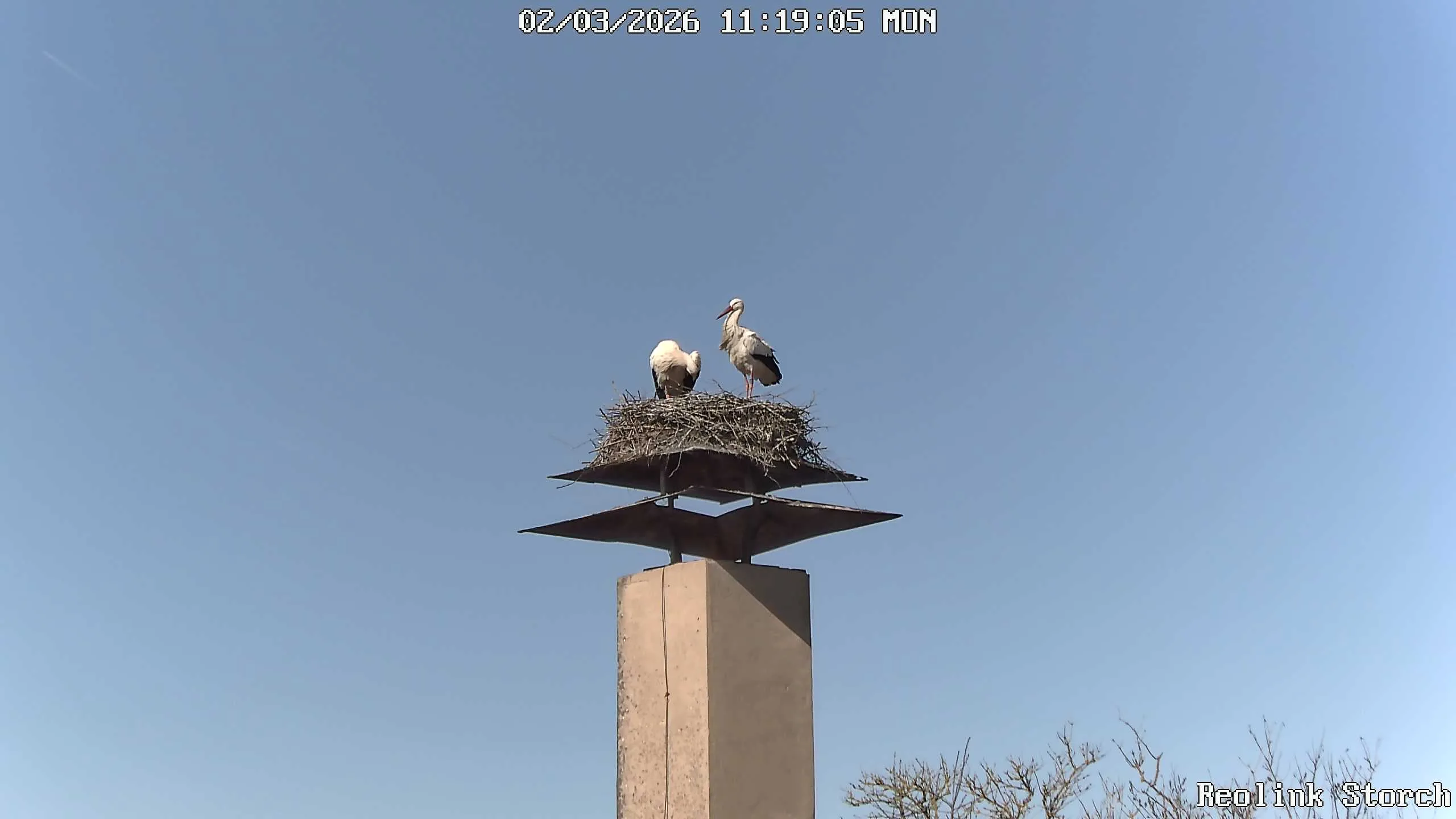 Storchencam Bild