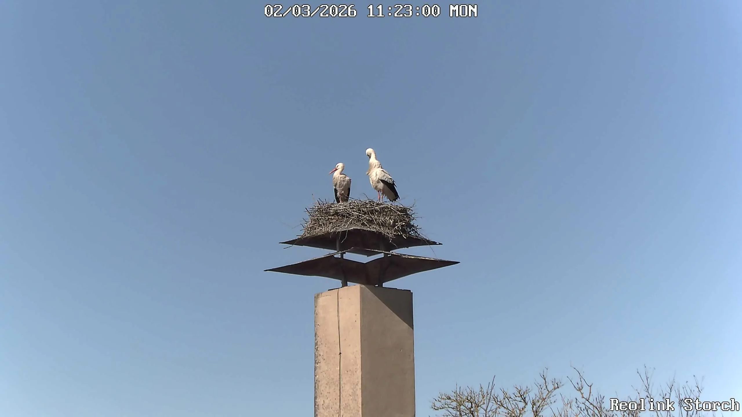 Storchencam Bild