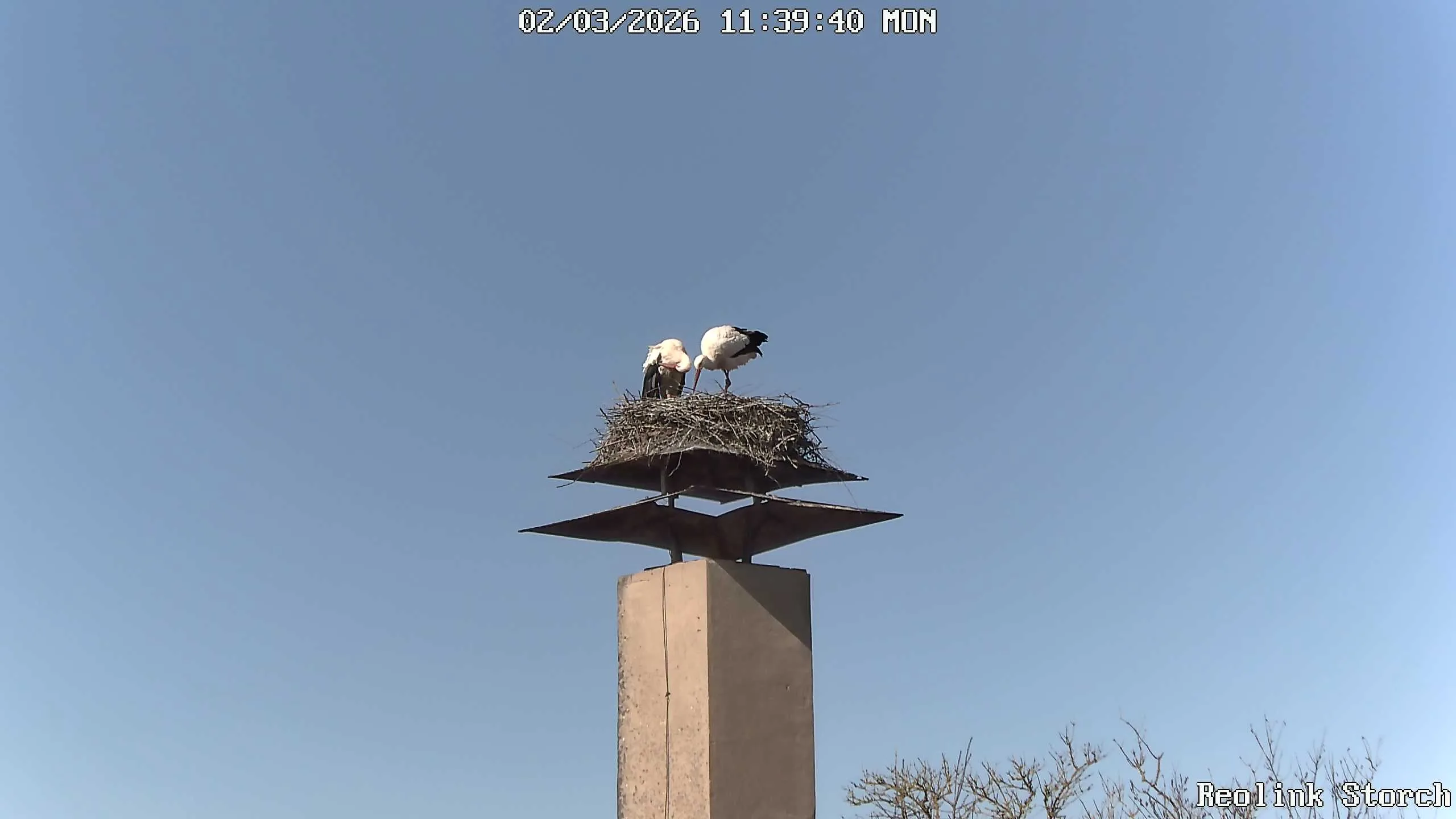 Storchencam Bild