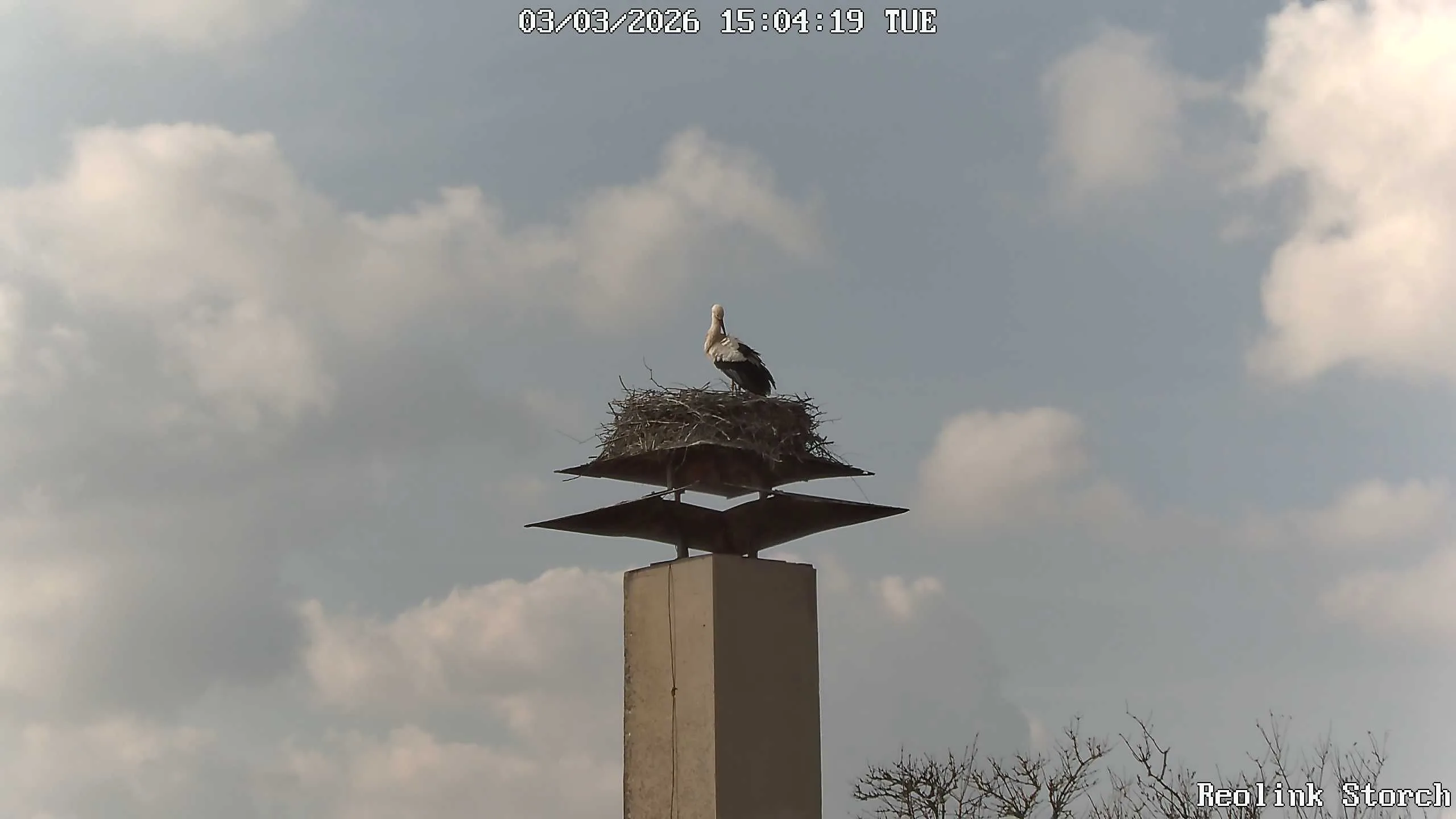 Storchencam Bild