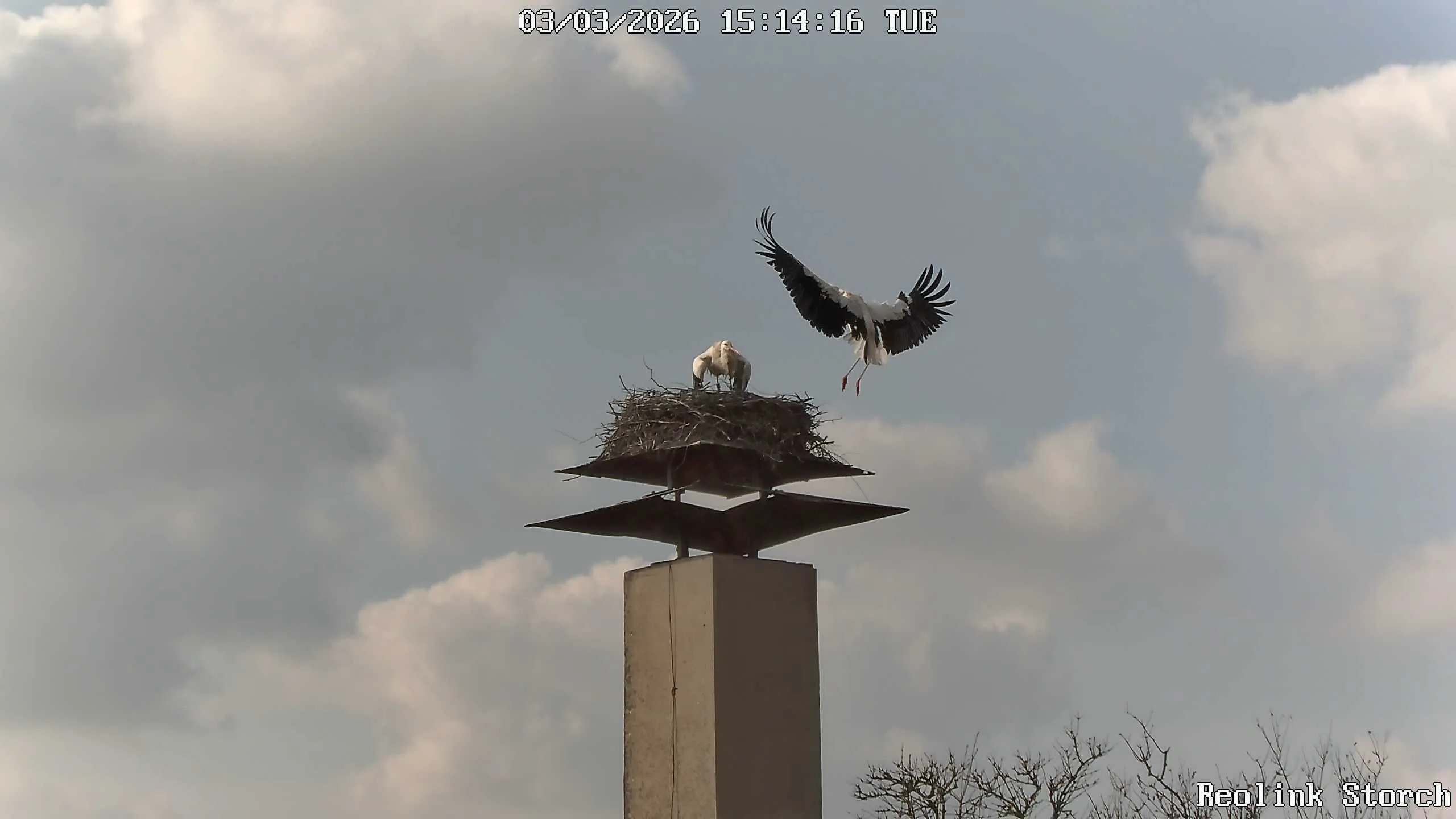 Storchencam Bild