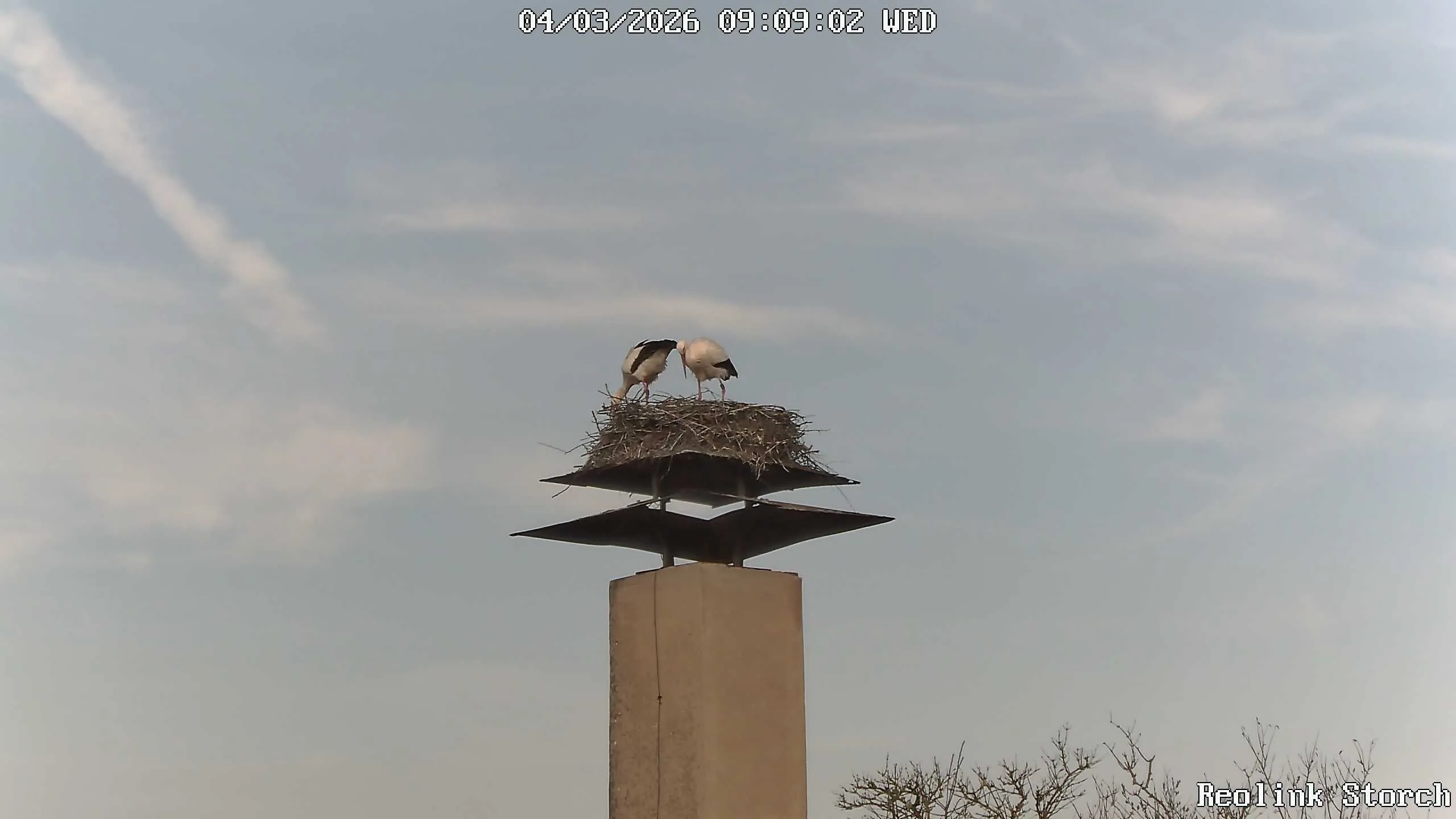 Storchencam Bild