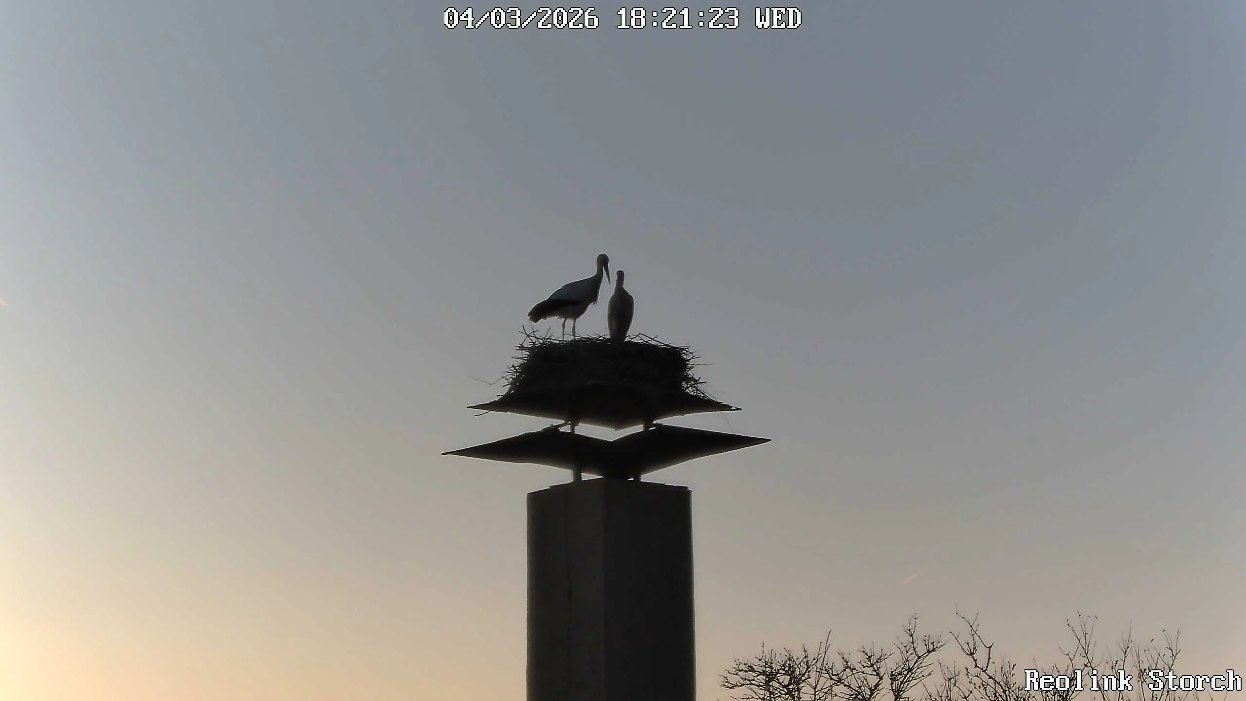 Storchencam Bild