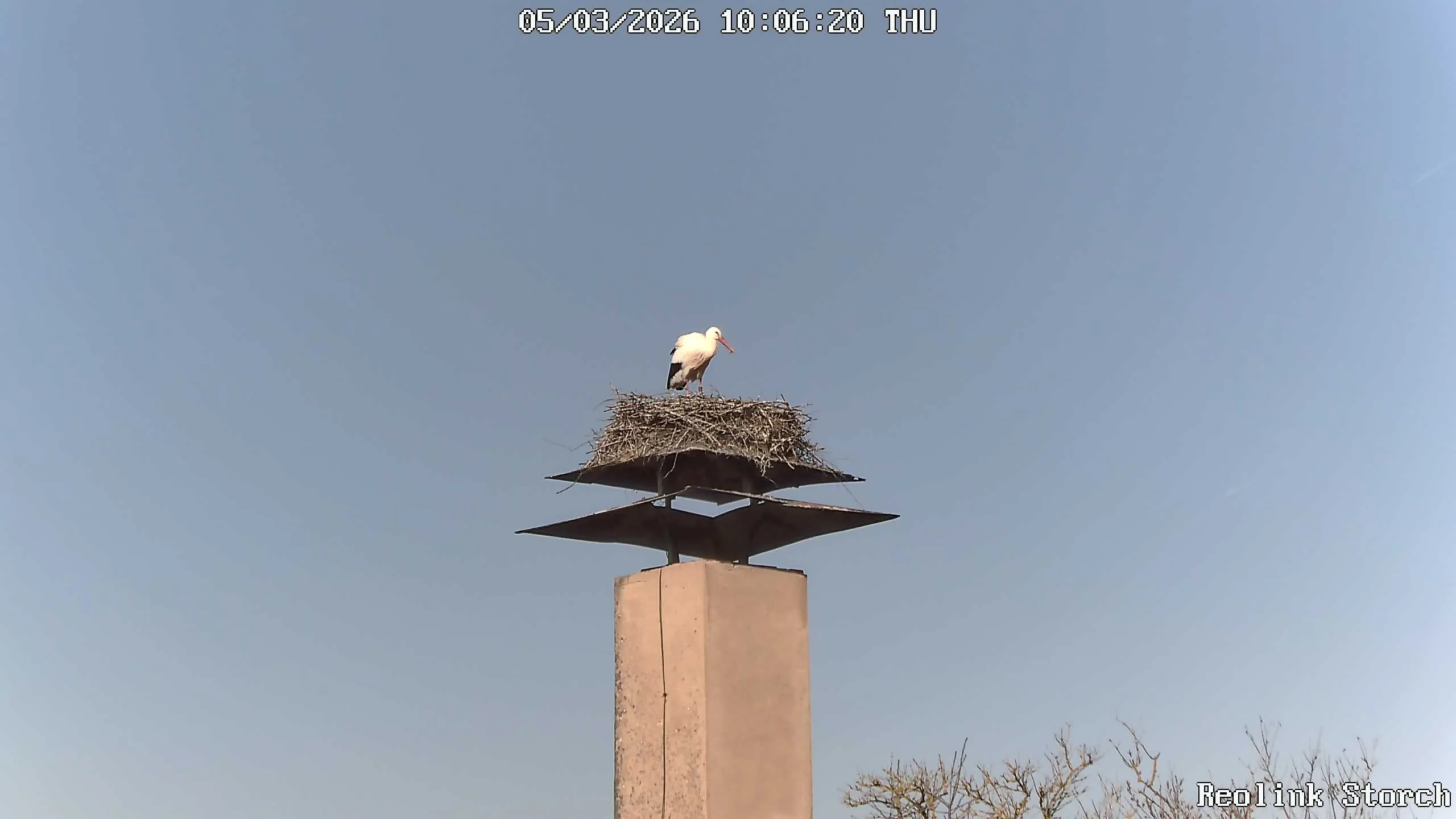 Storchencam Bild