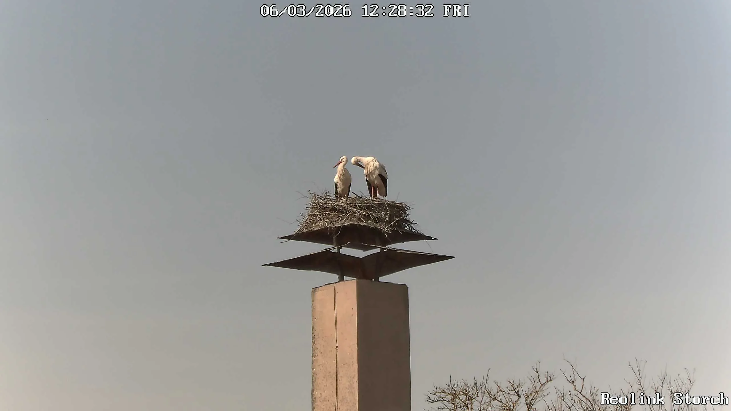 Storchencam Bild