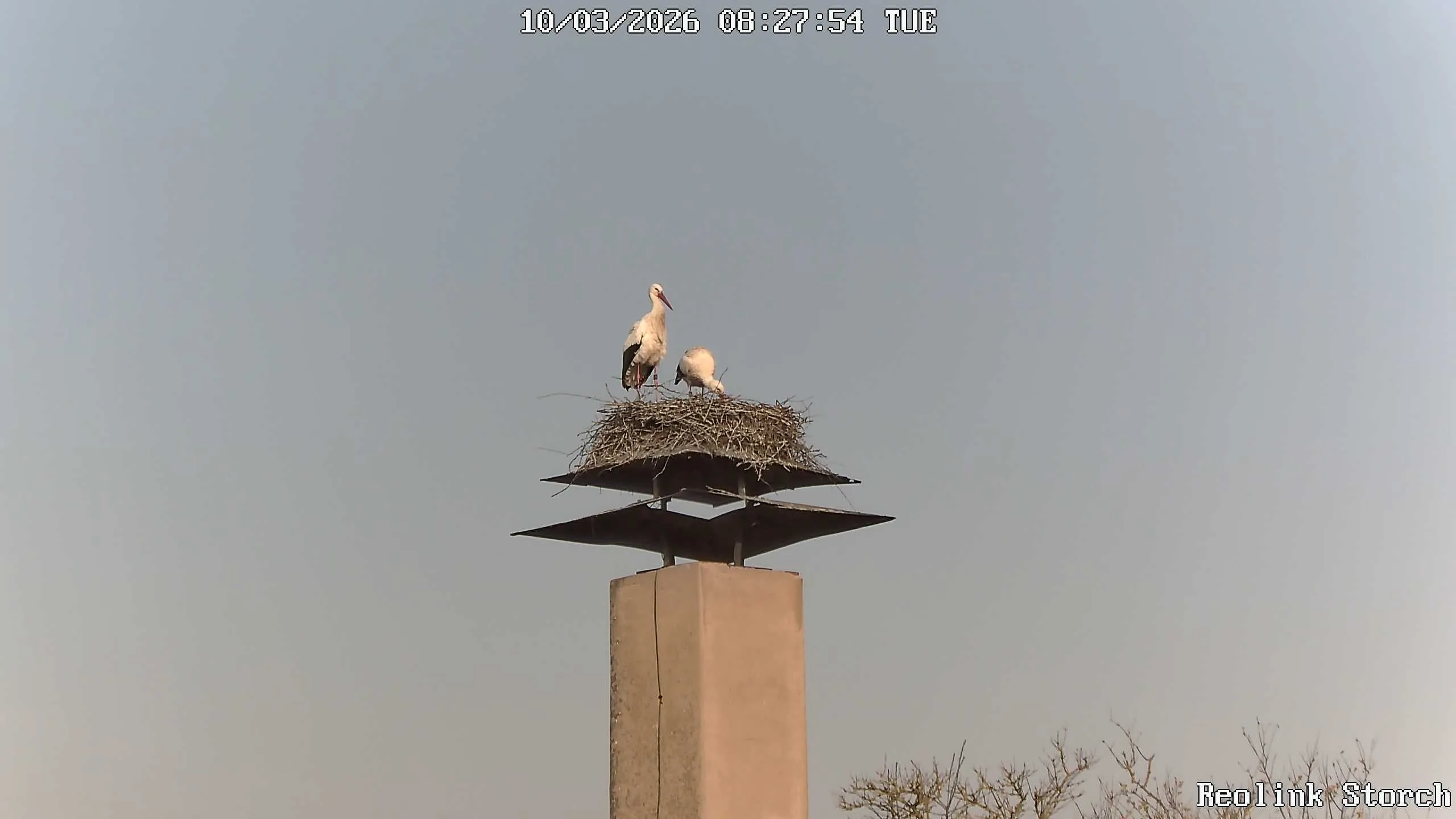 Storchencam Bild