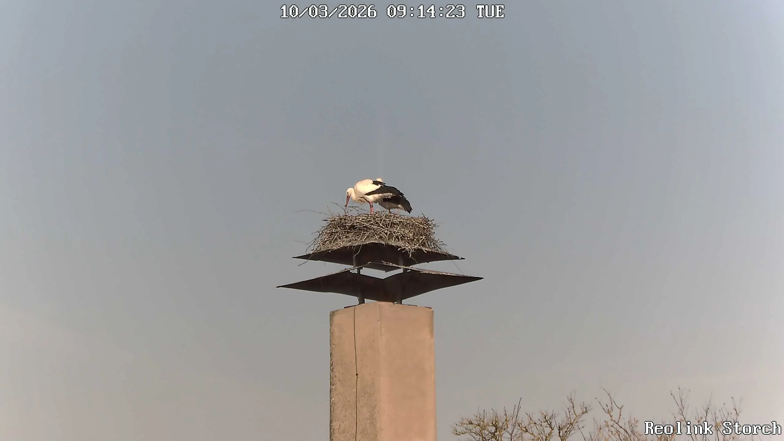 Storchencam Bild