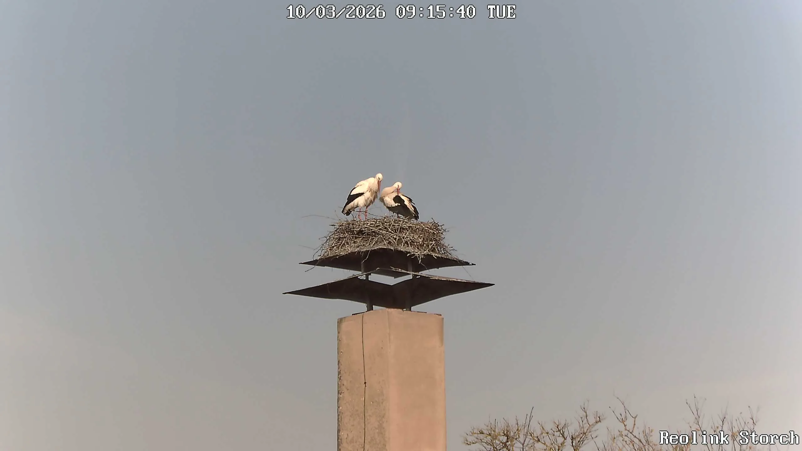 Storchencam Bild
