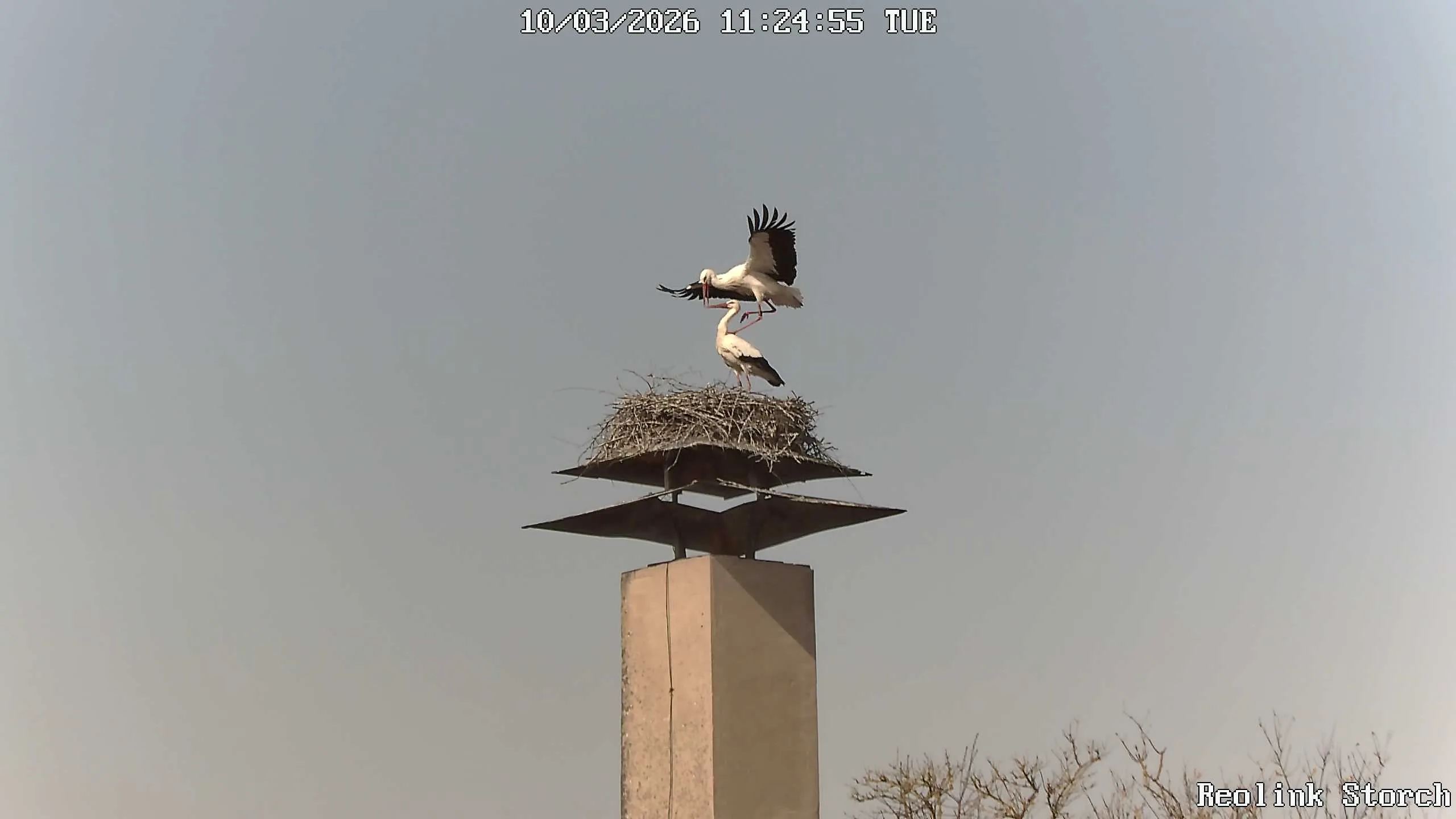 Storchencam Bild