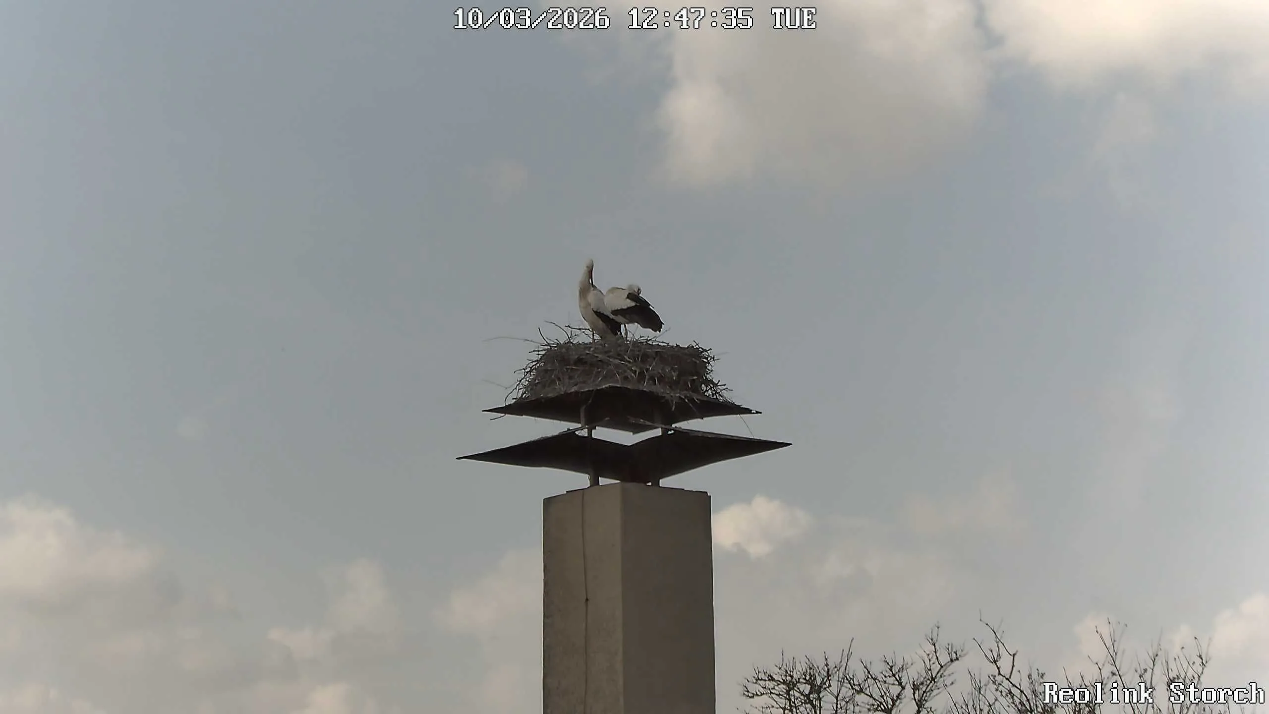 Storchencam Bild