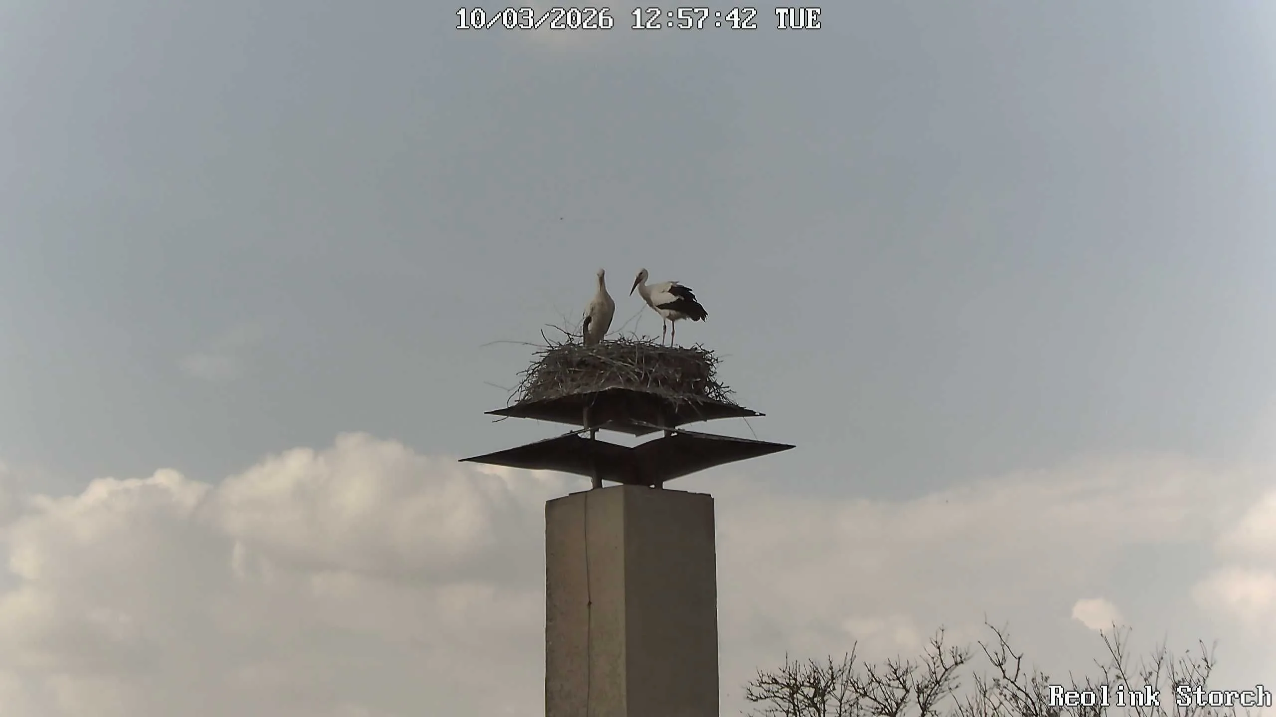 Storchencam Bild