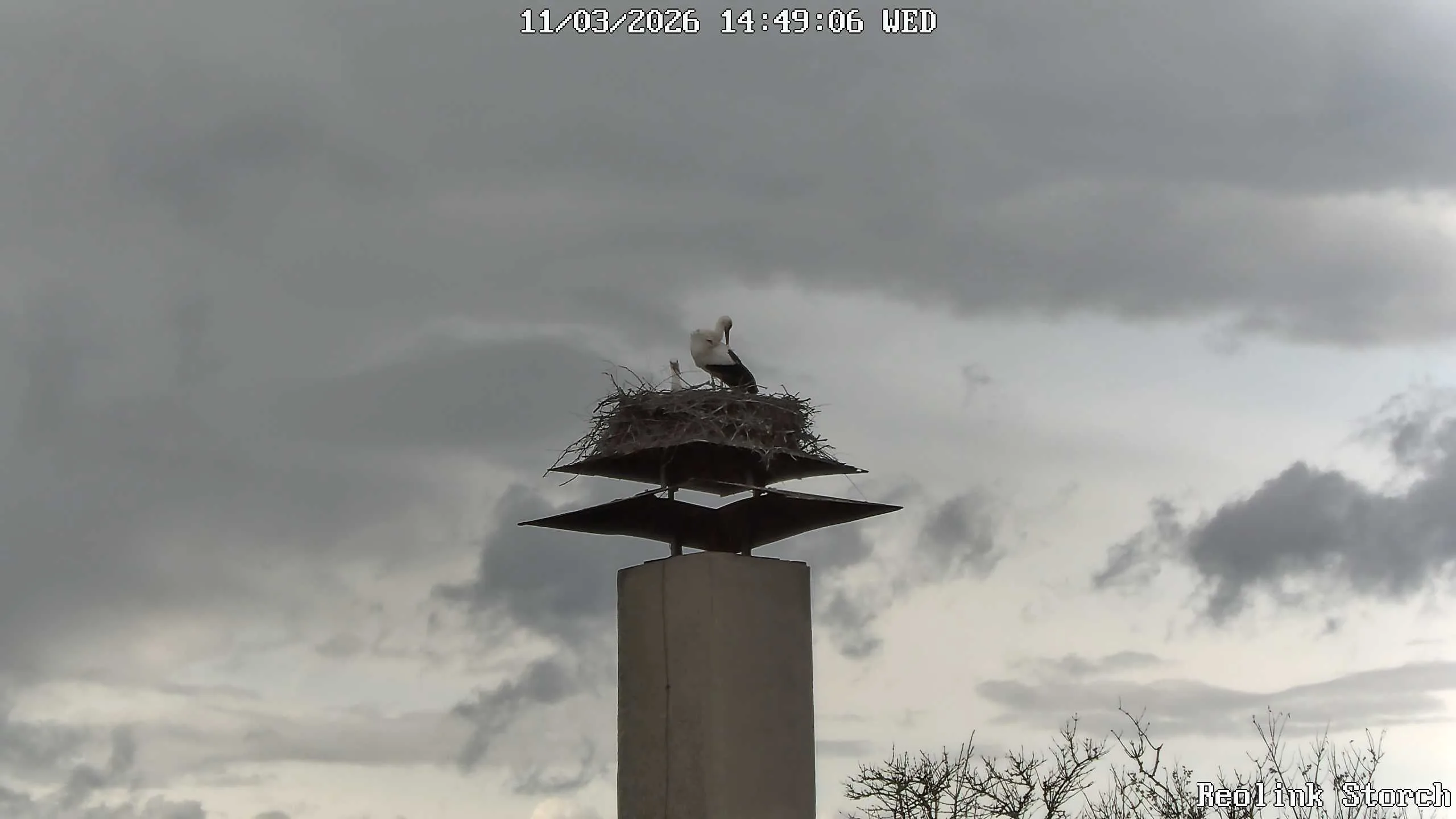 Storchencam Bild