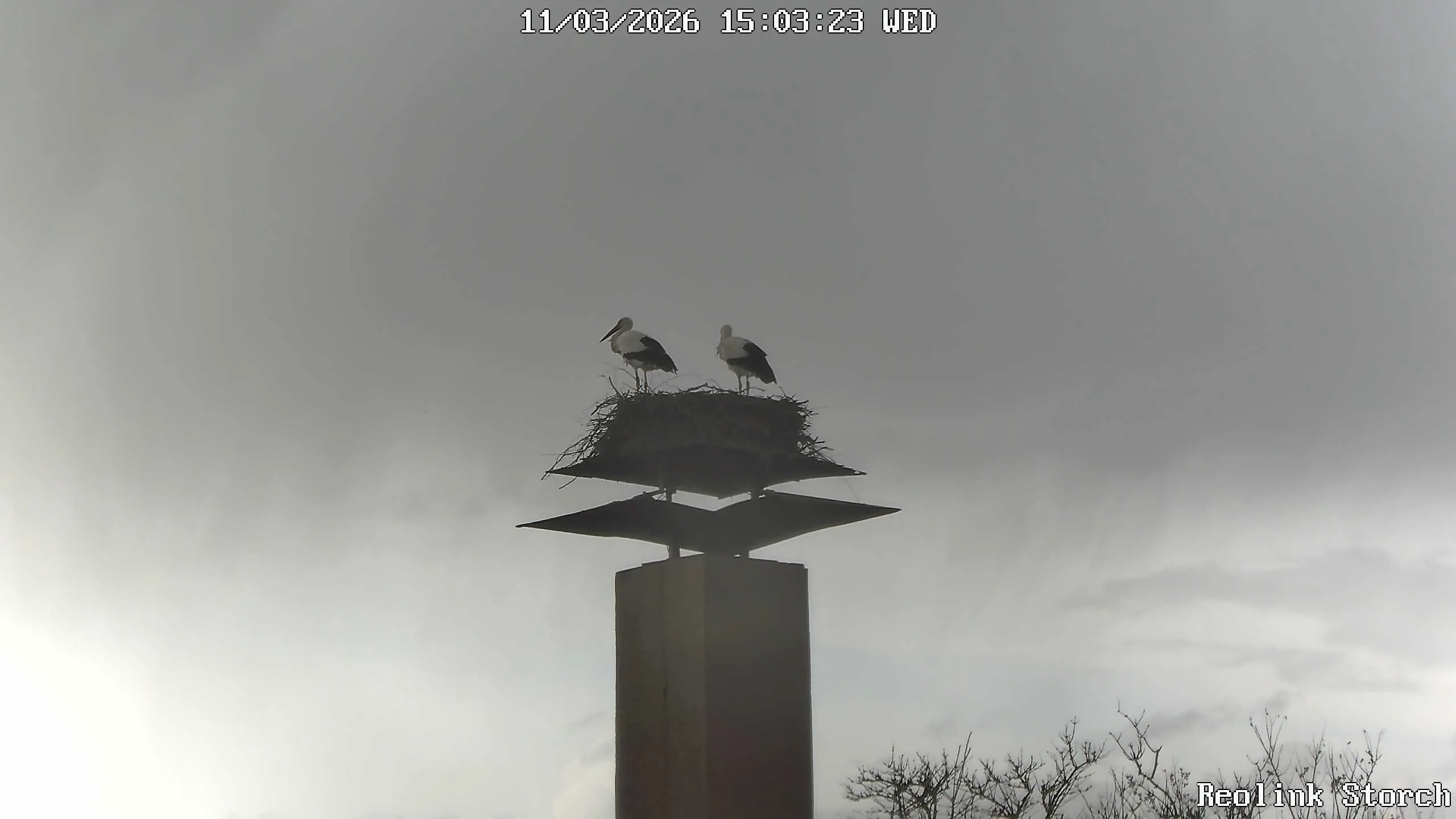 Storchencam Bild