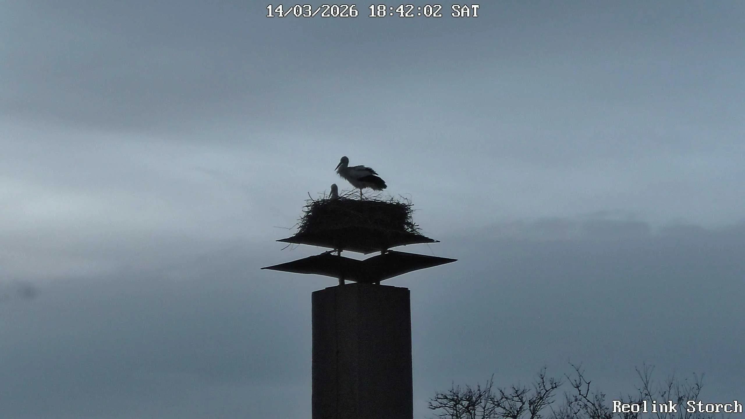 Storchencam Bild