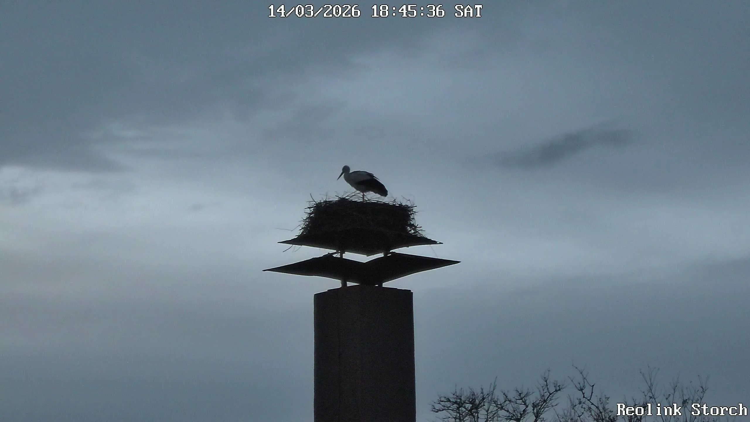 Storchencam Bild