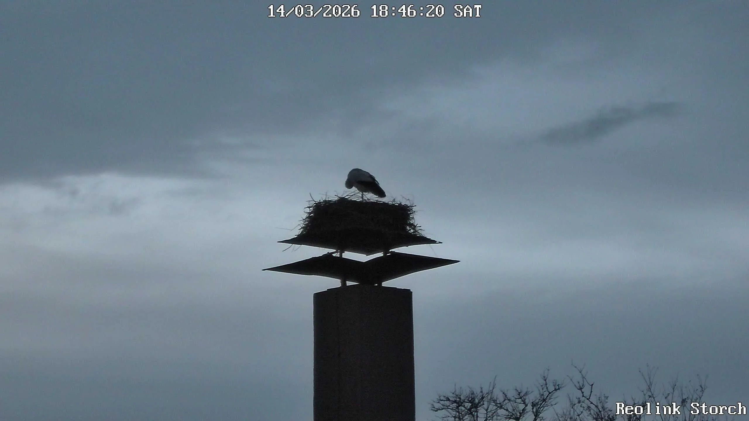 Storchencam Bild