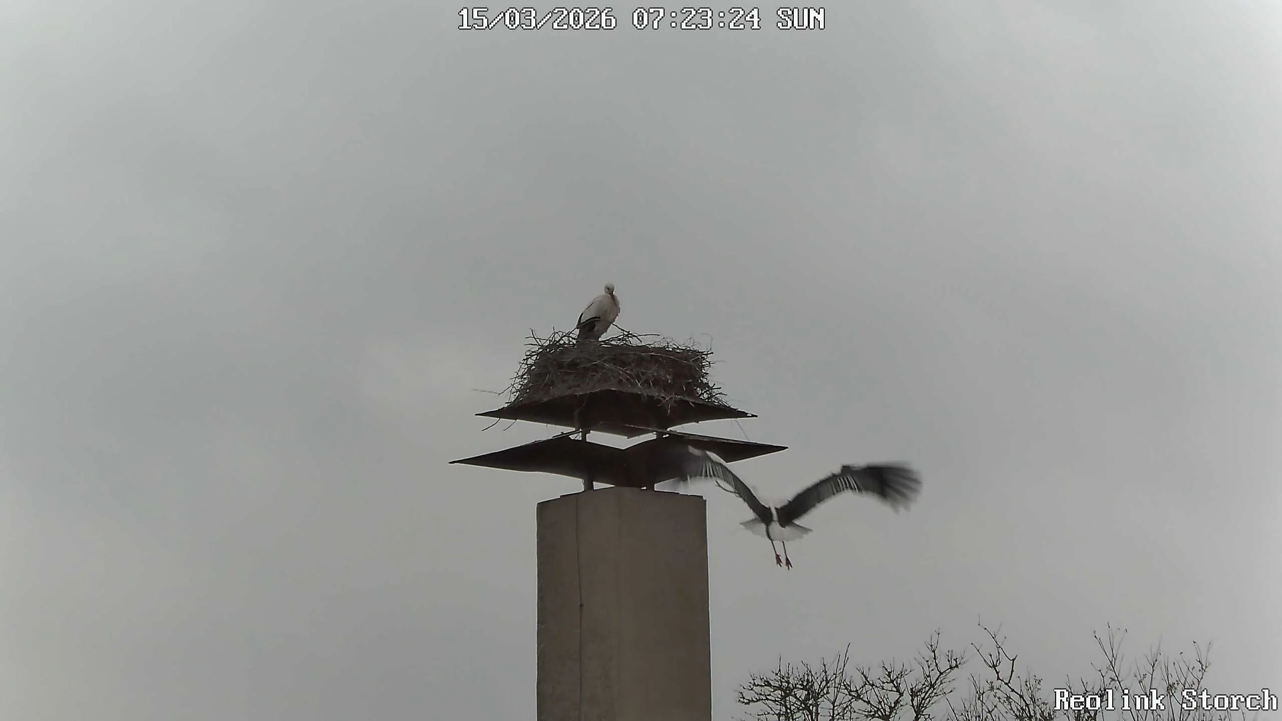 Storchencam Bild