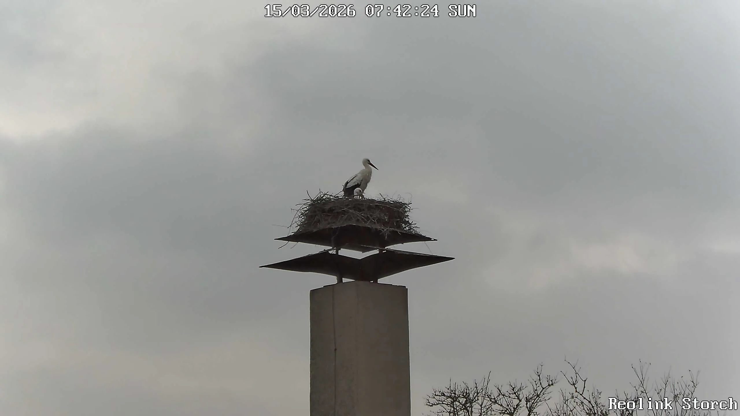 Storchencam Bild