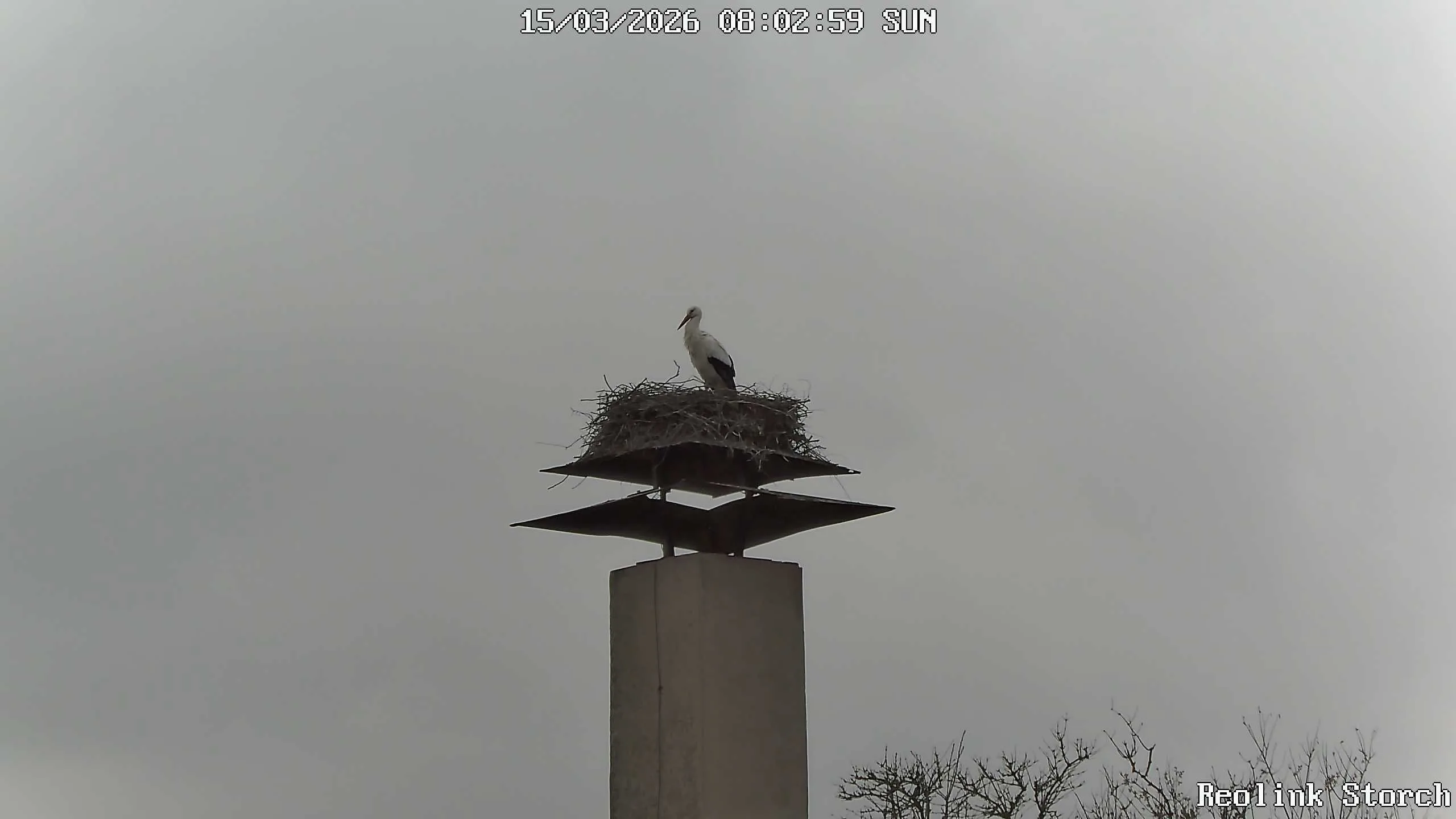 Storchencam Bild