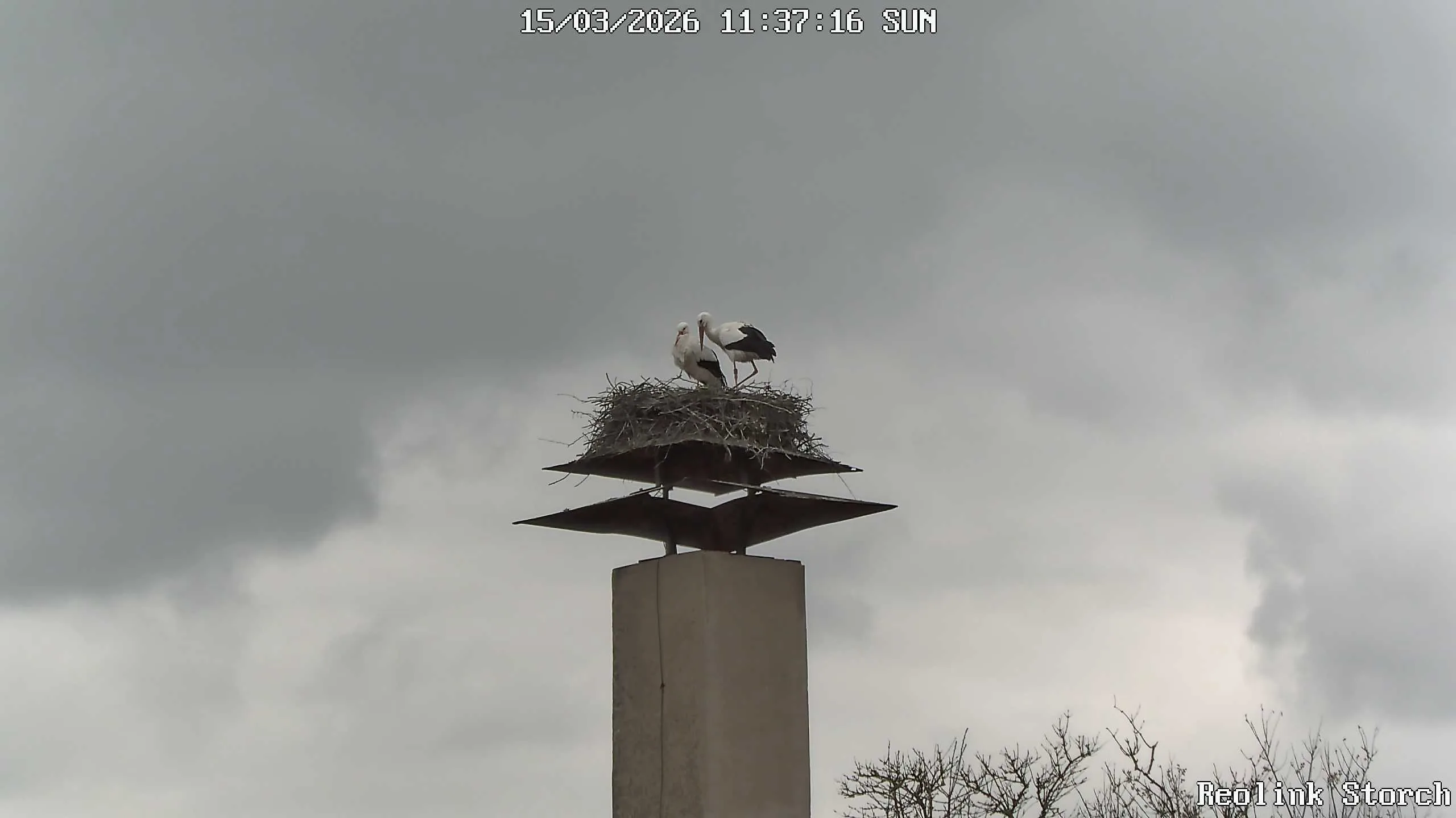 Storchencam Bild