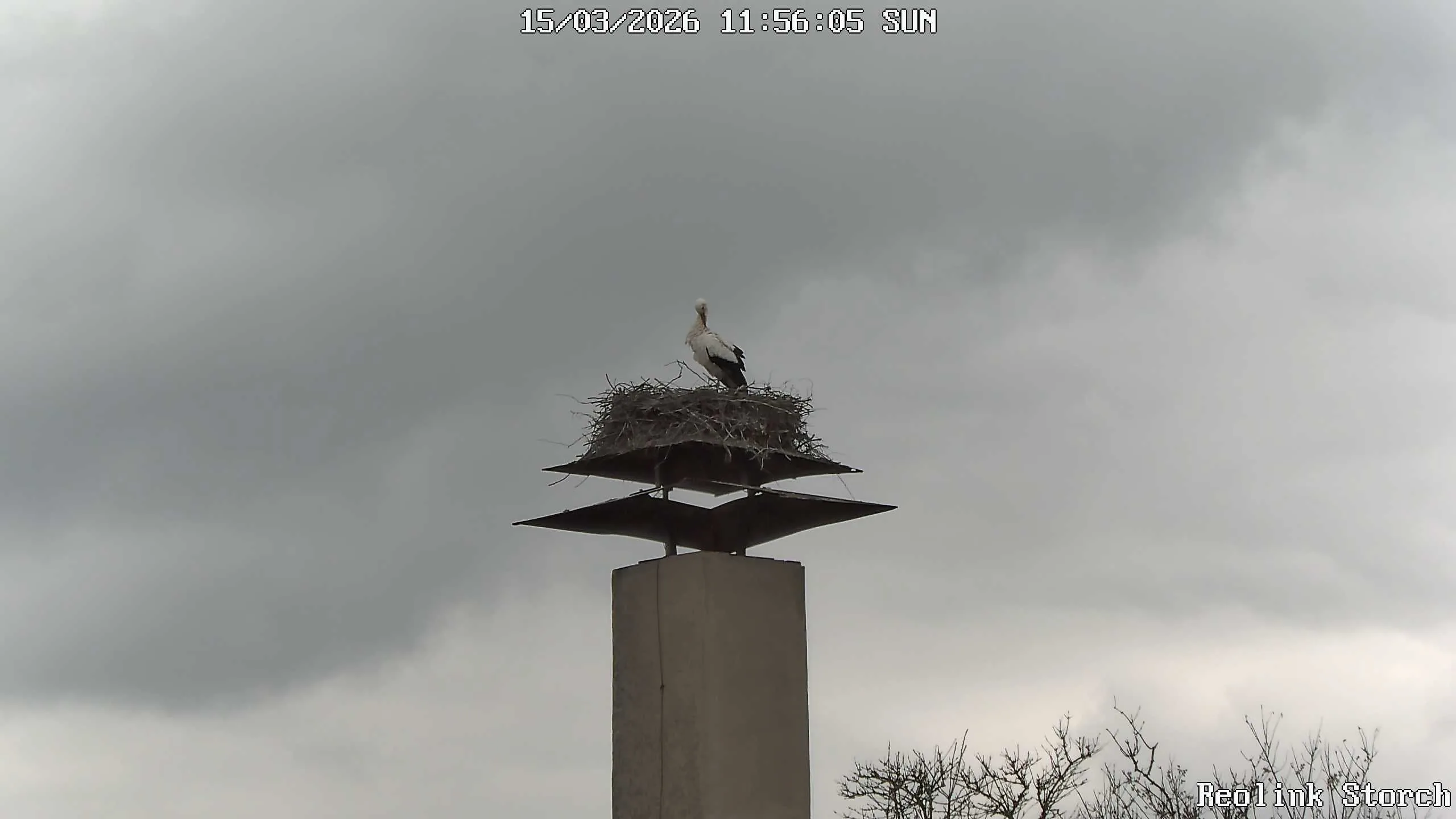 Storchencam Bild