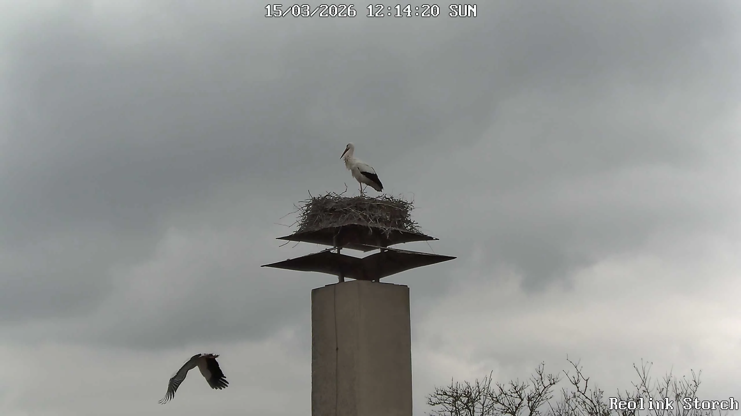 Storchencam Bild