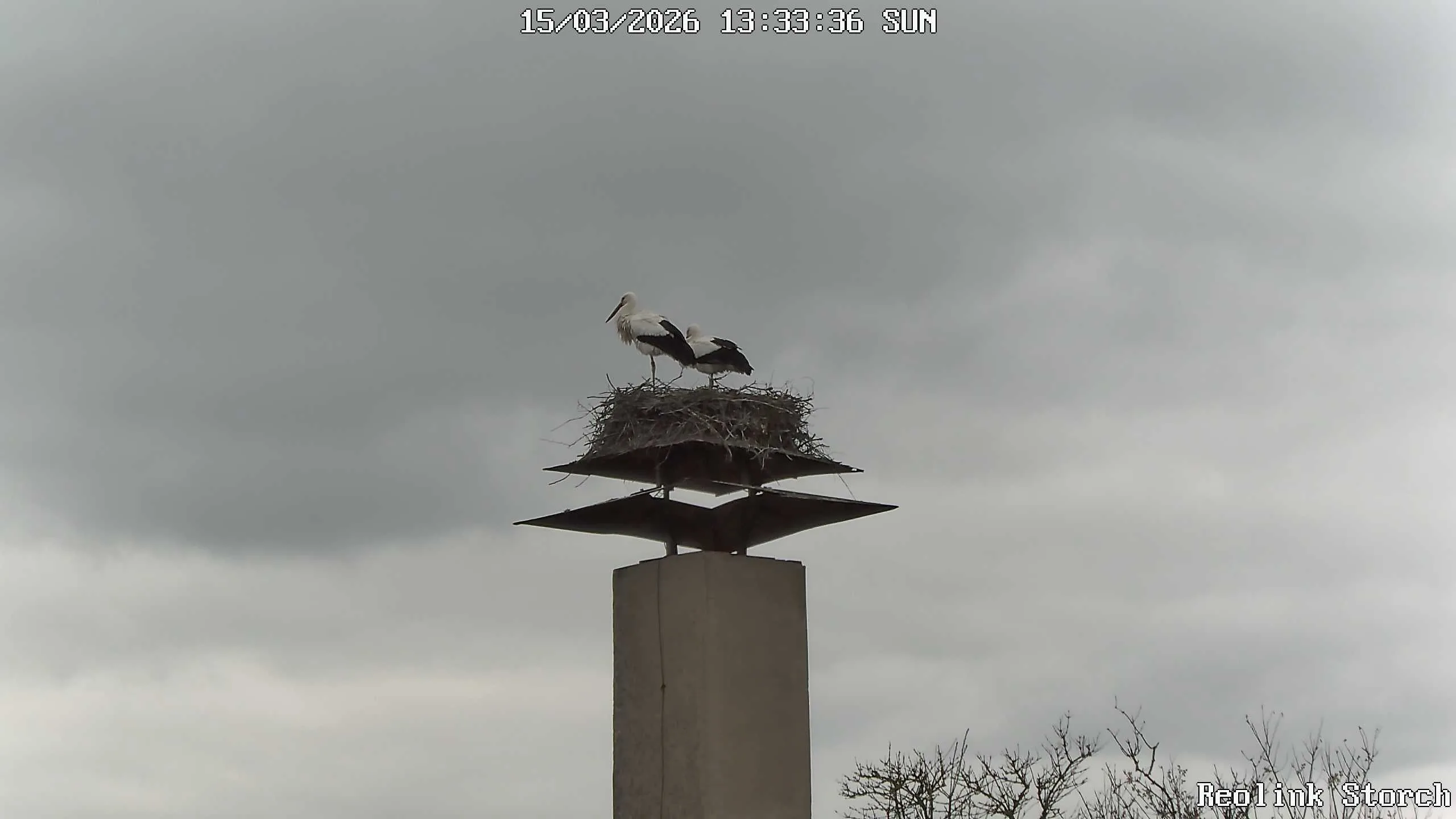 Storchencam Bild