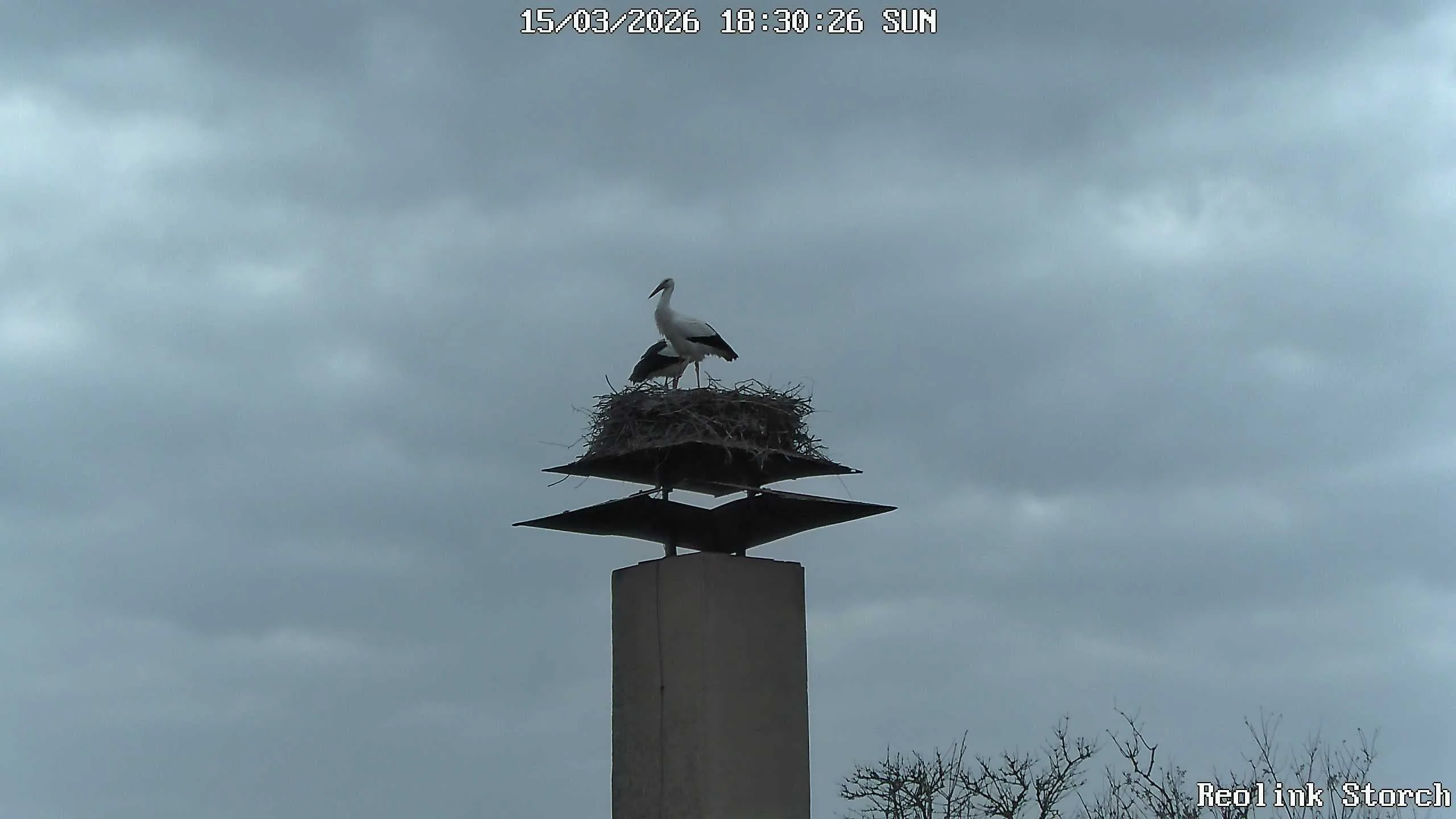 Storchencam Bild