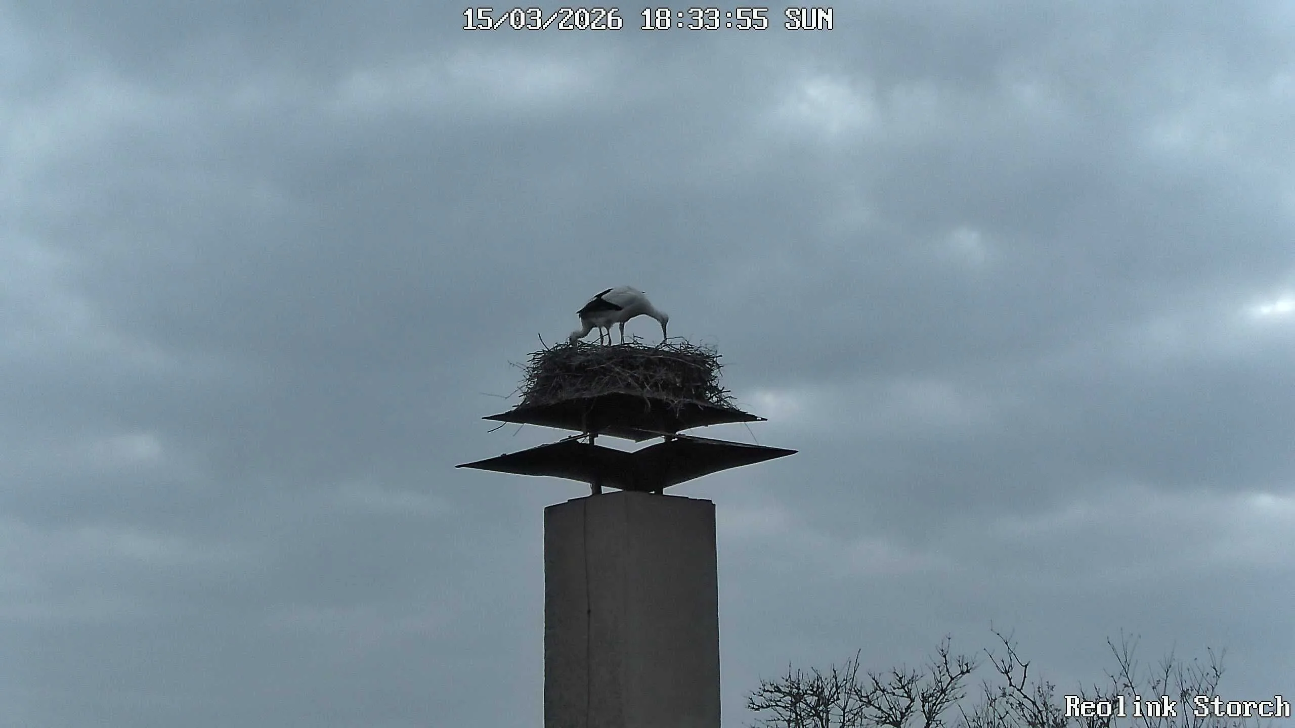 Storchencam Bild