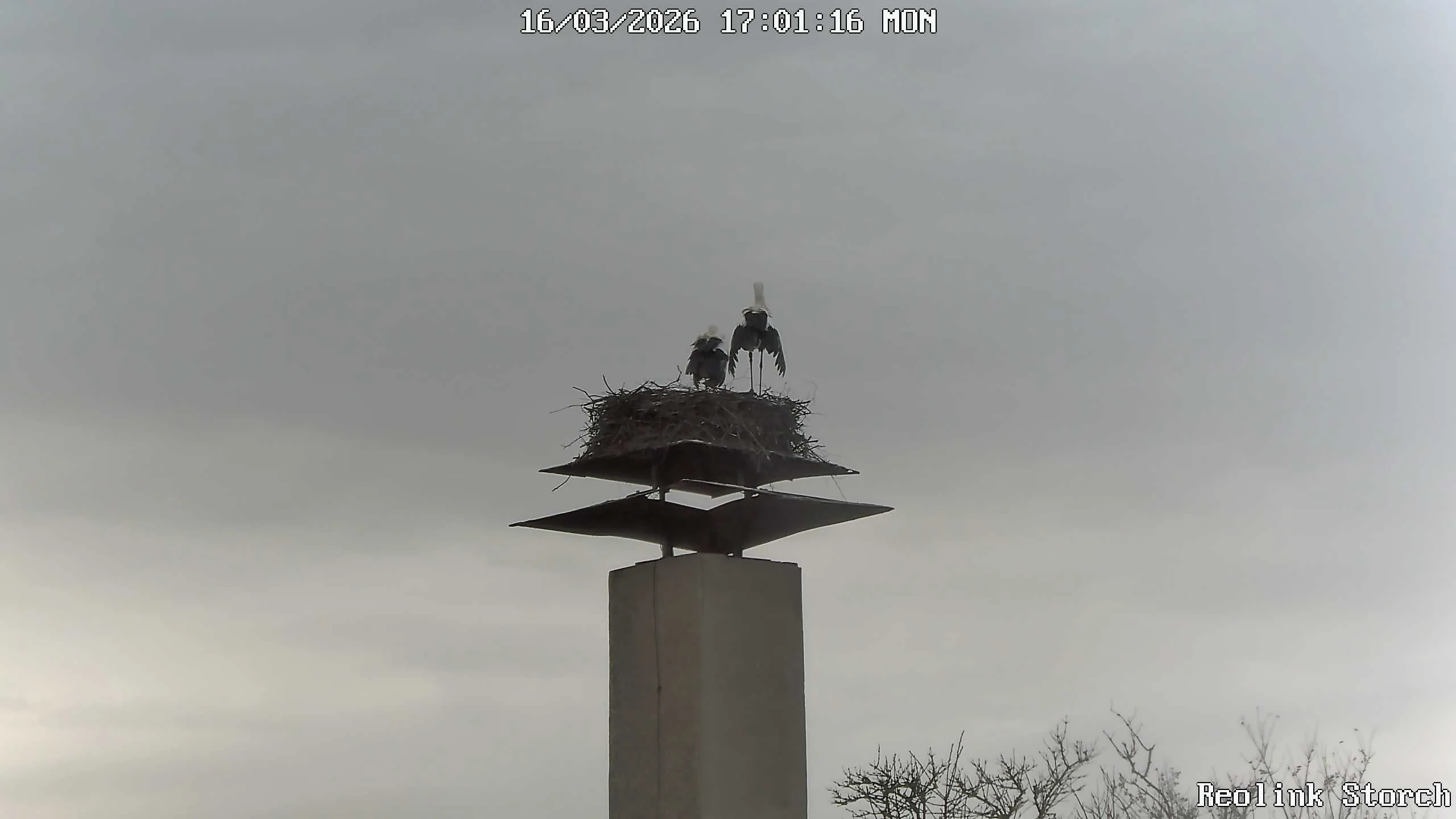 Storchencam Bild