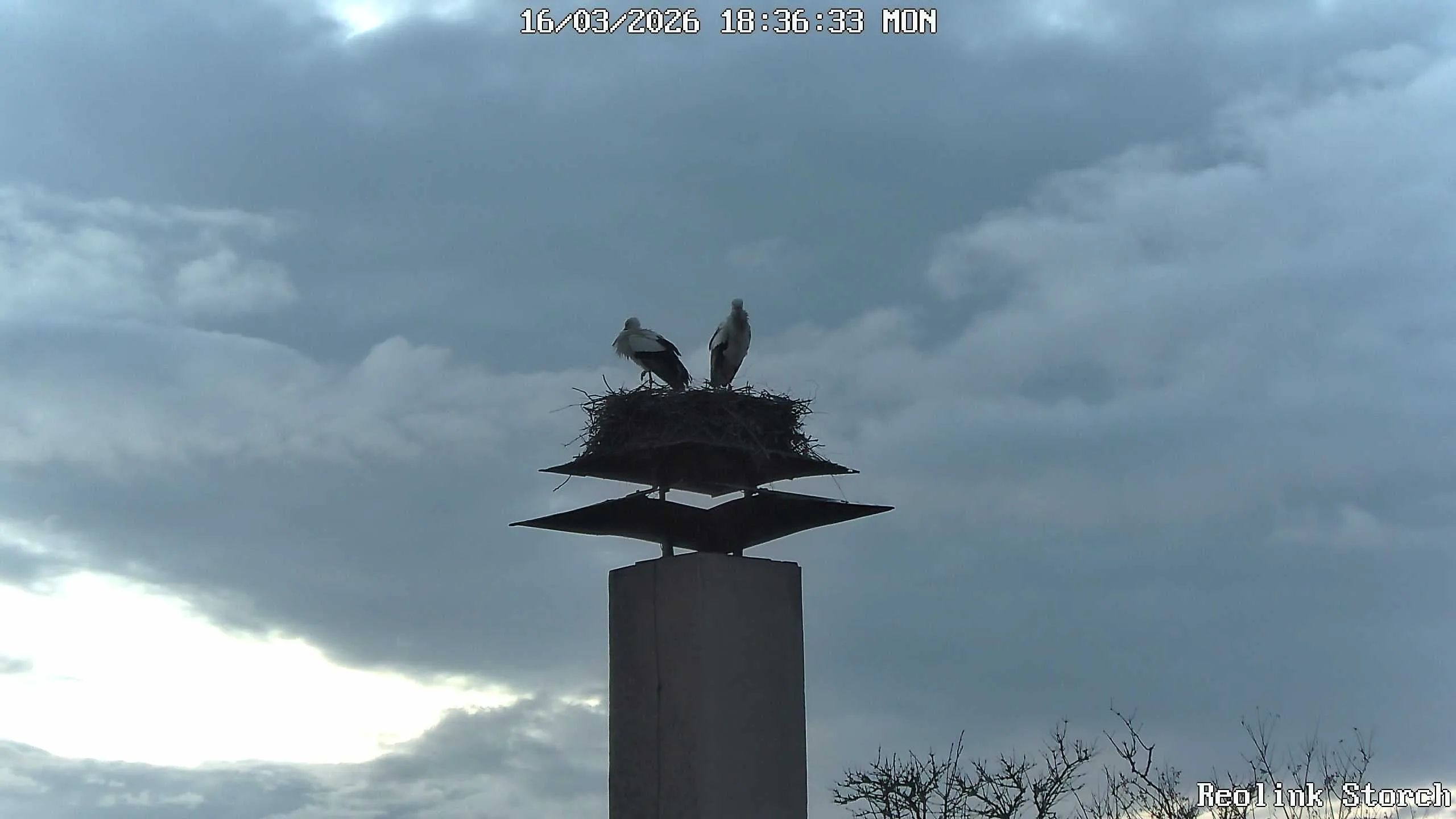 Storchencam Bild