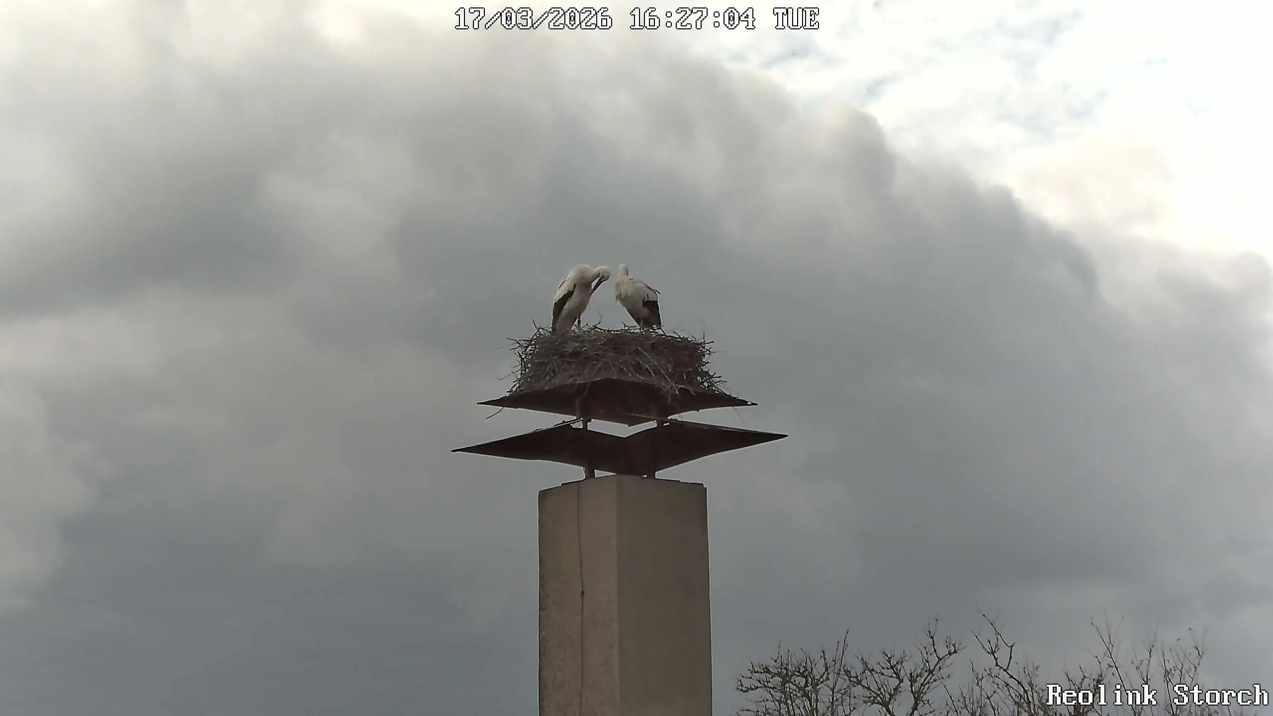 Storchencam Bild