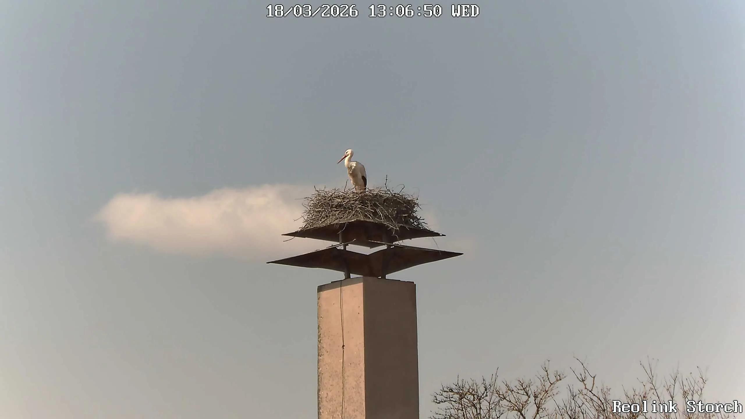 Storchencam Bild