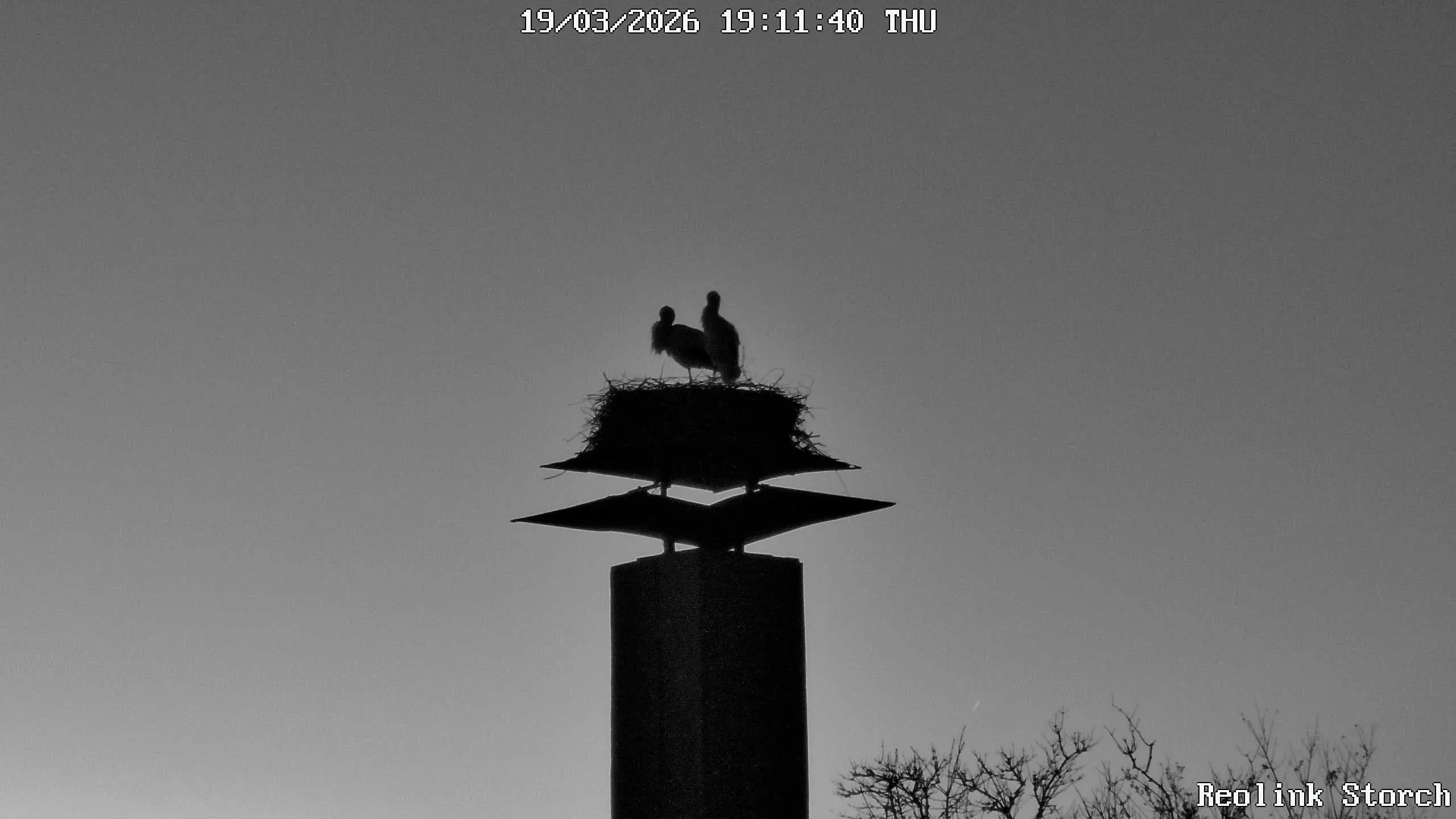 Storchencam Bild