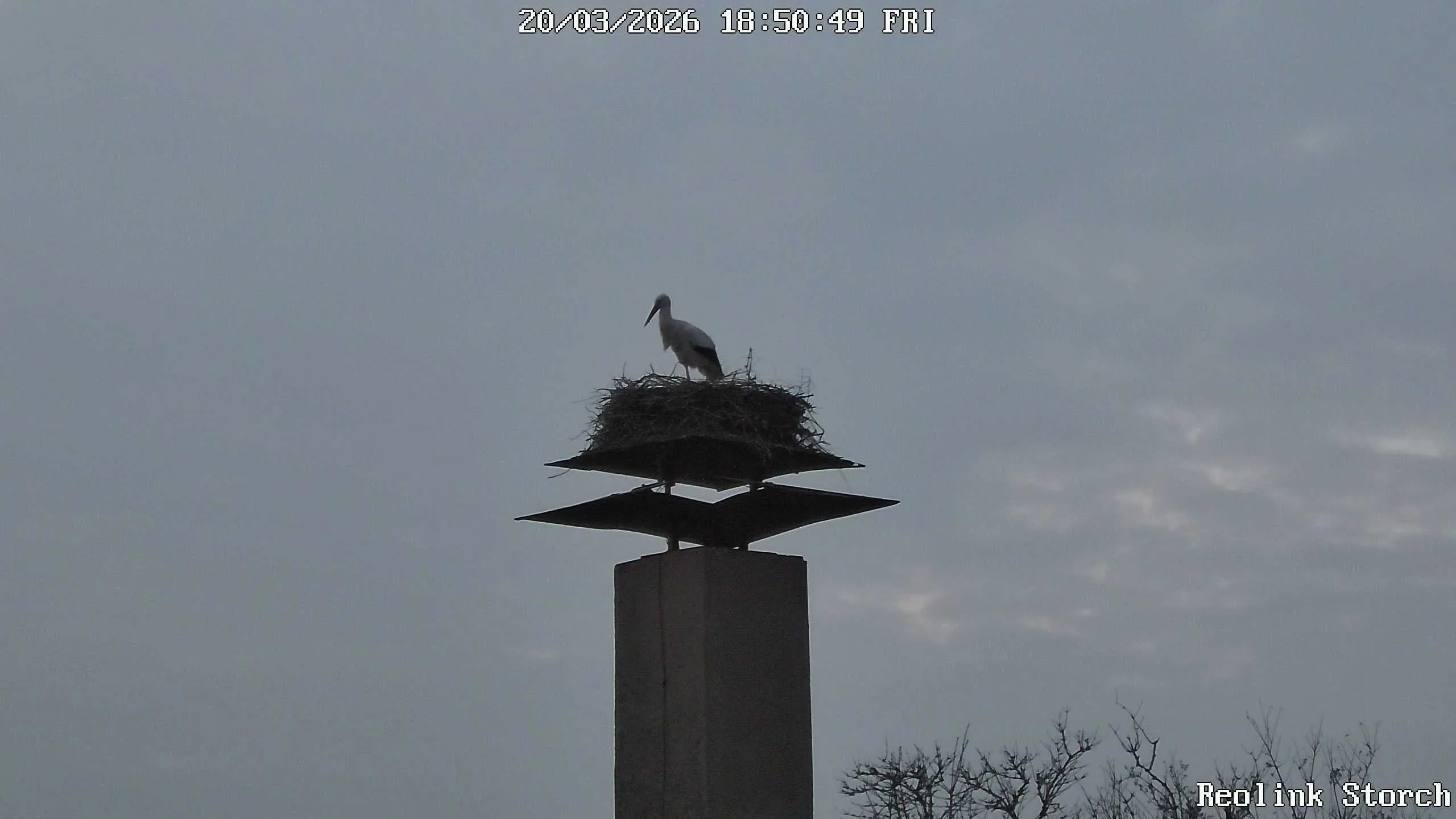 Storchencam Bild
