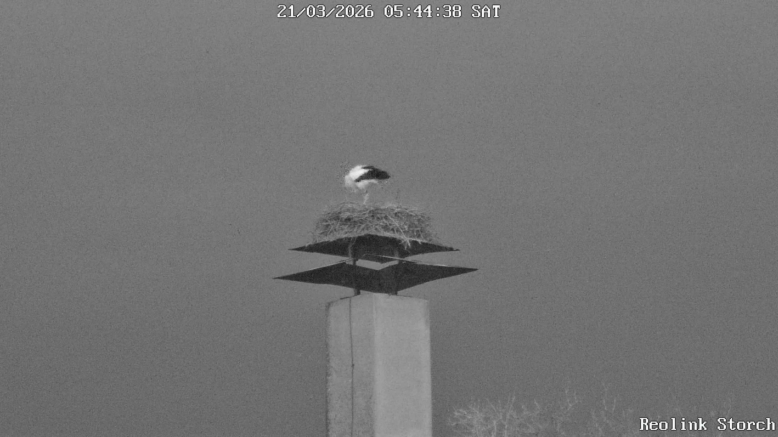 Storchencam Bild