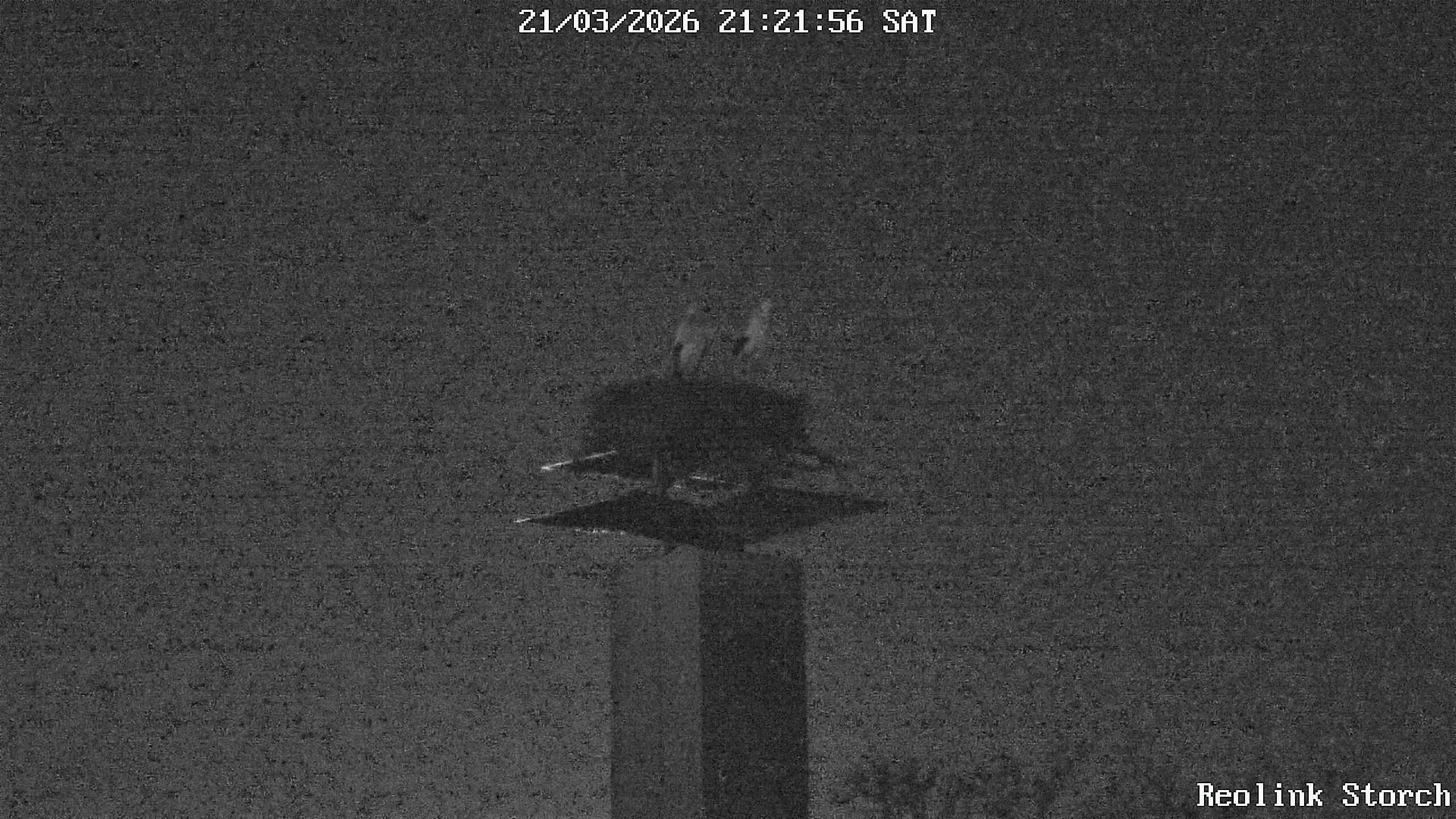 Storchencam Bild