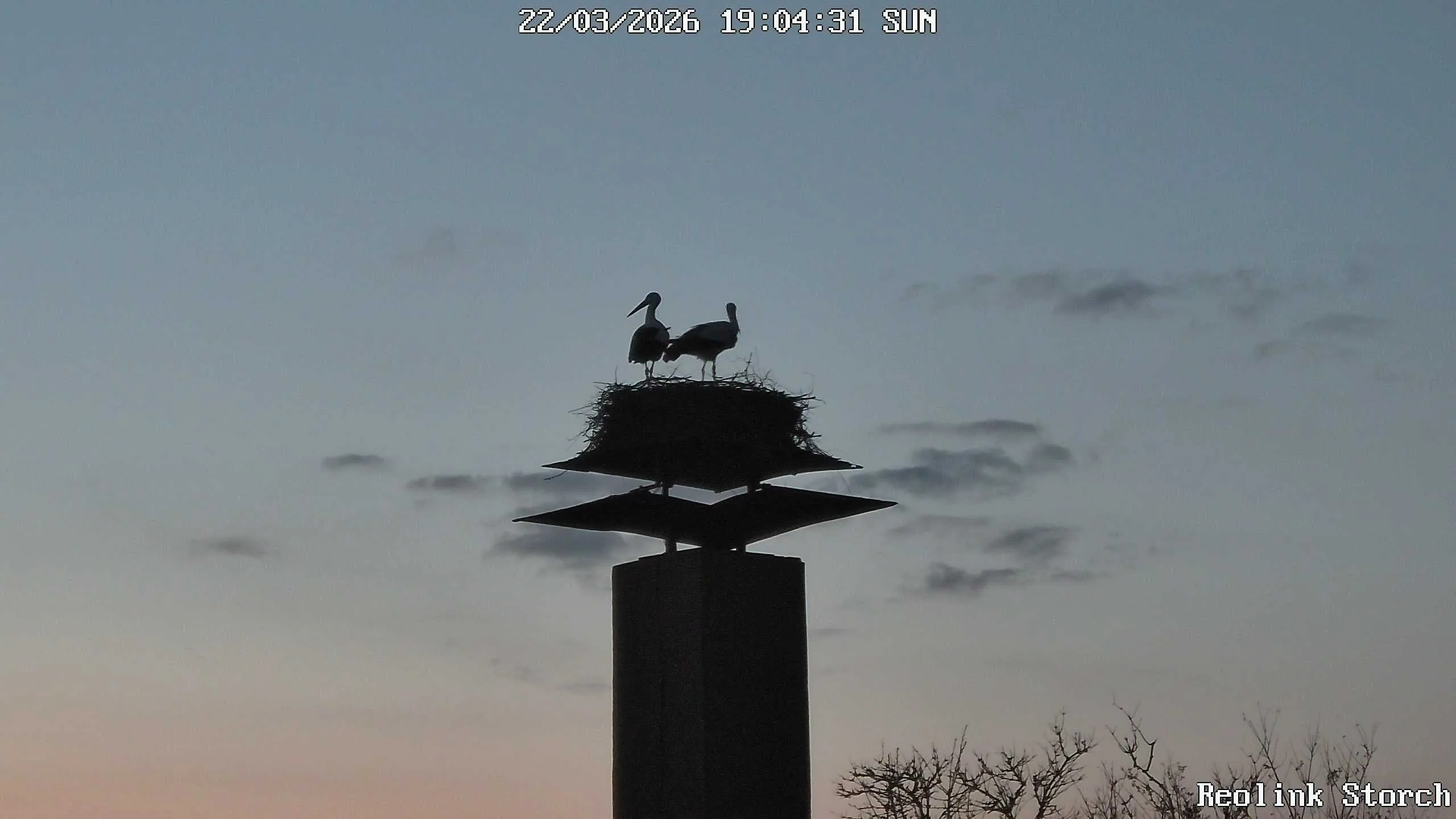 Storchencam Bild