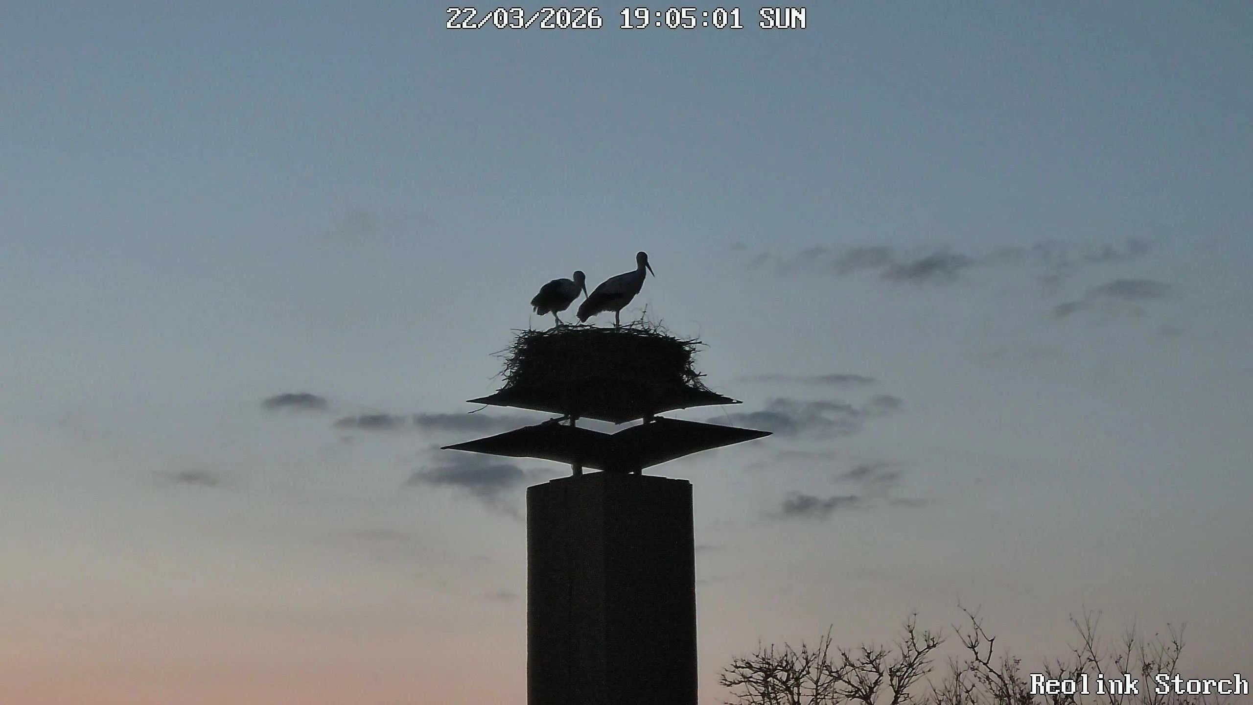Storchencam Bild