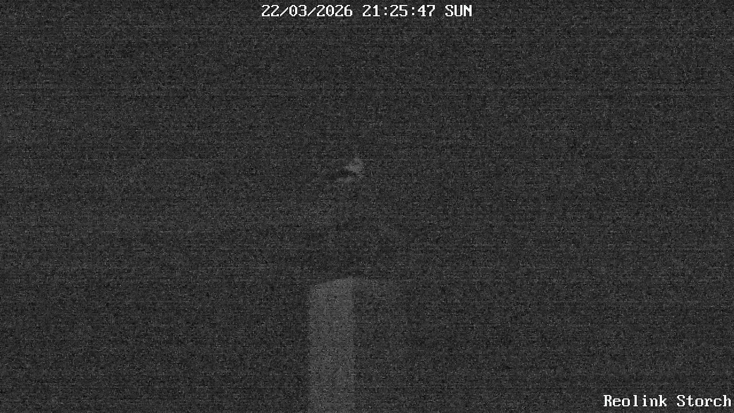 Storchencam Bild
