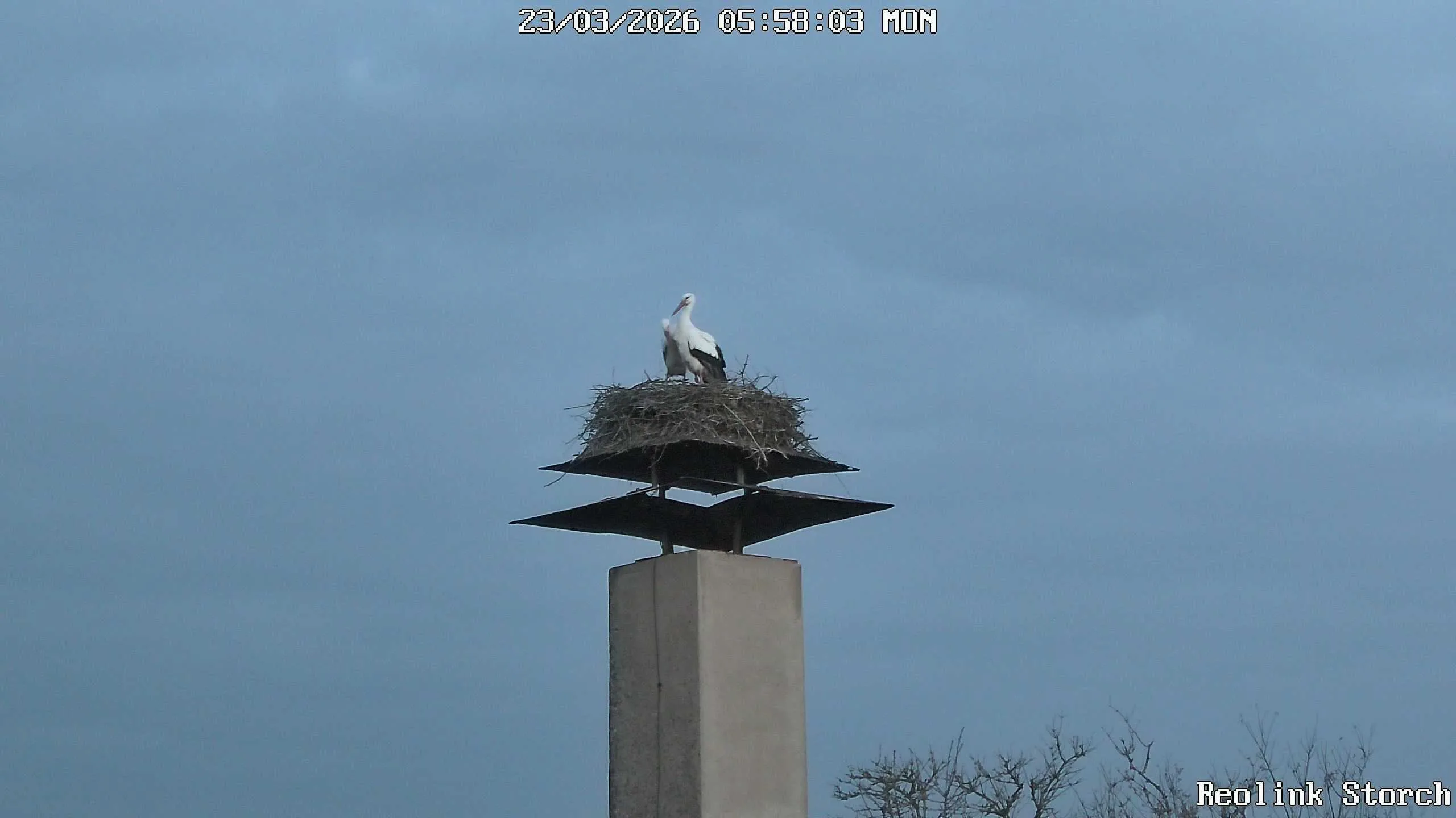 Storchencam Bild
